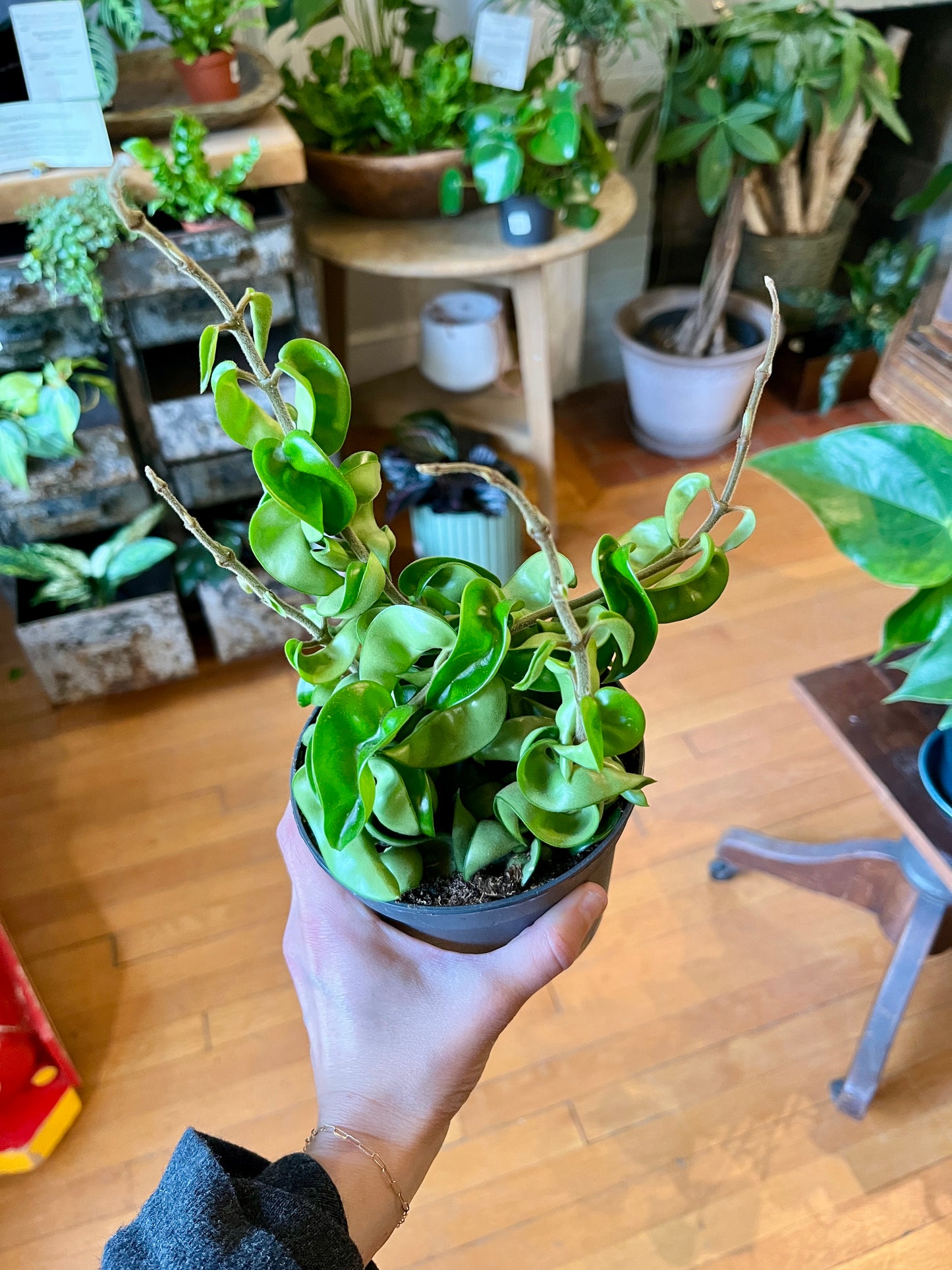 Hoya Compacta 5" Hindu Rope