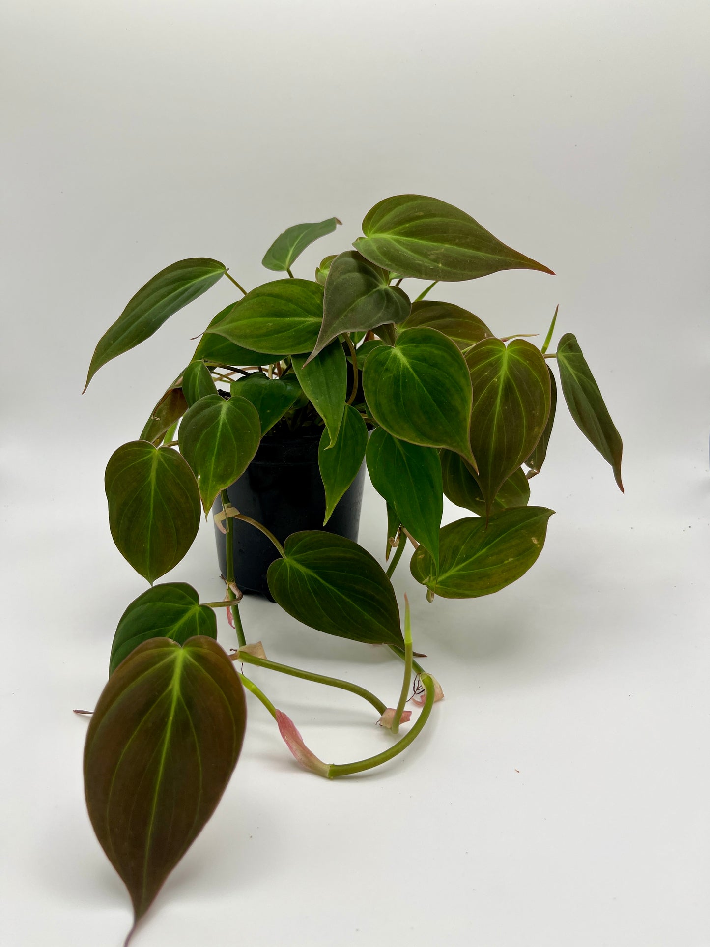 Philodendron micans, in 4" grower's pot
