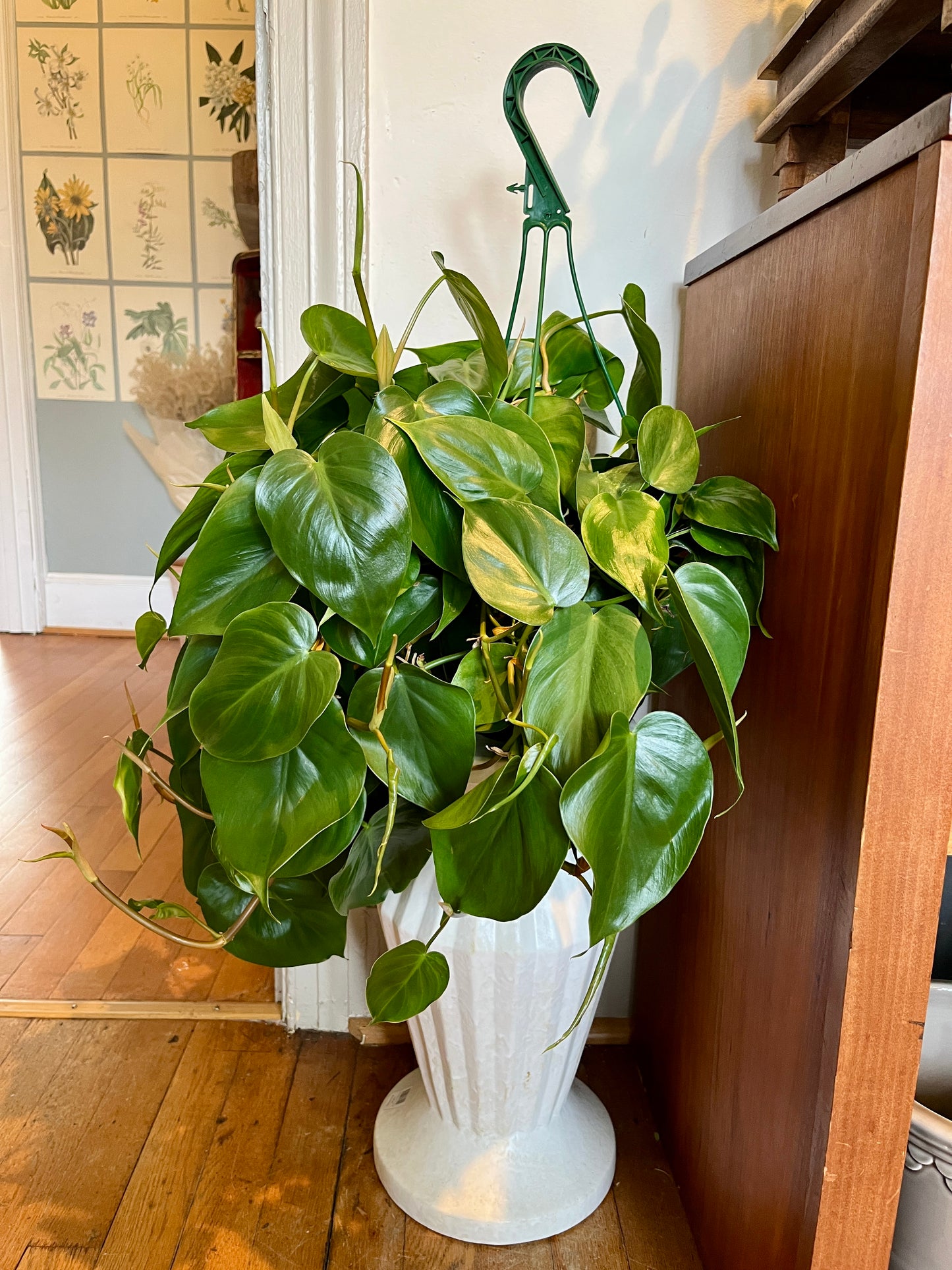 8" HB Philodendron Cordatum