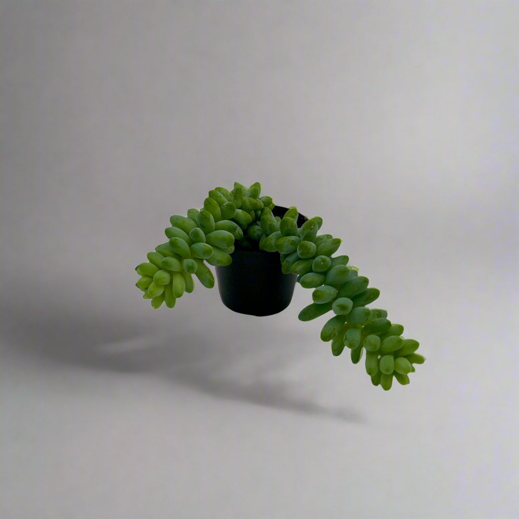Burro Tail 2.5"