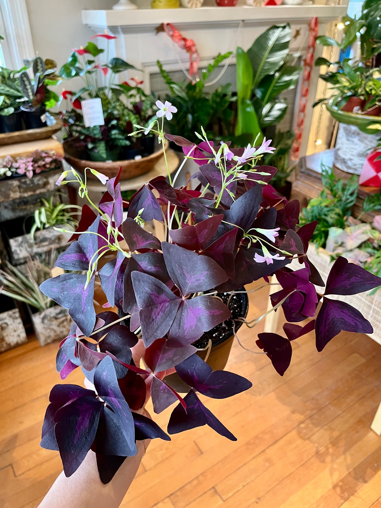 6" Red Oxalis