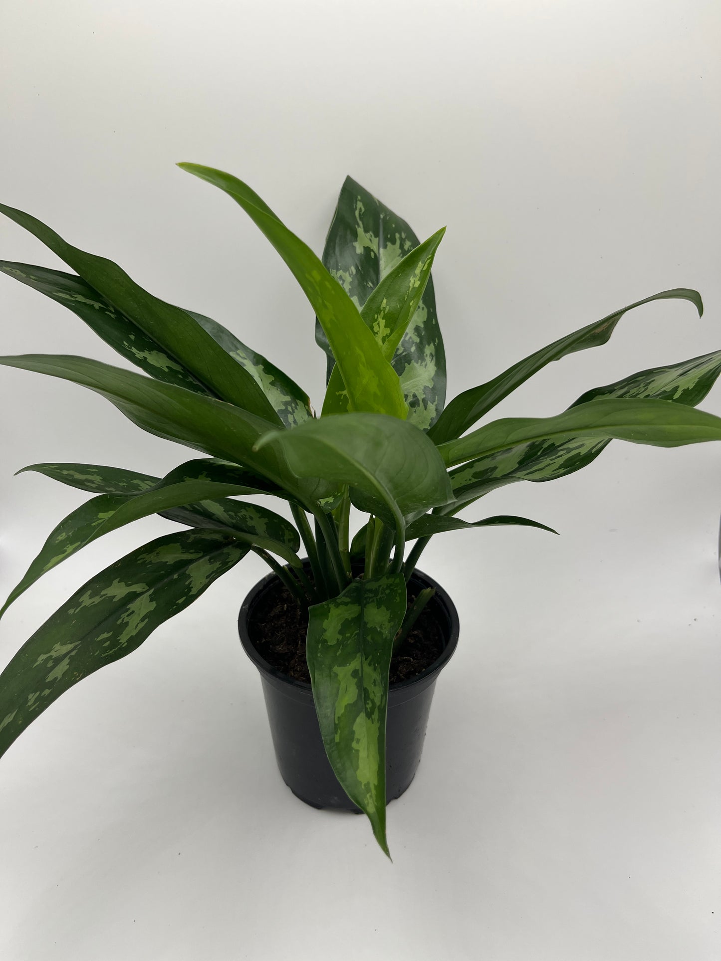 4" Aglaonema - Emerald Beauty