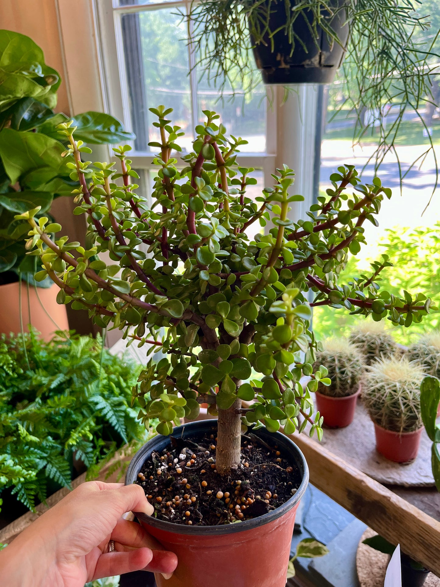 6" Portulacaria- Elephant Foot/Dwarf Jade