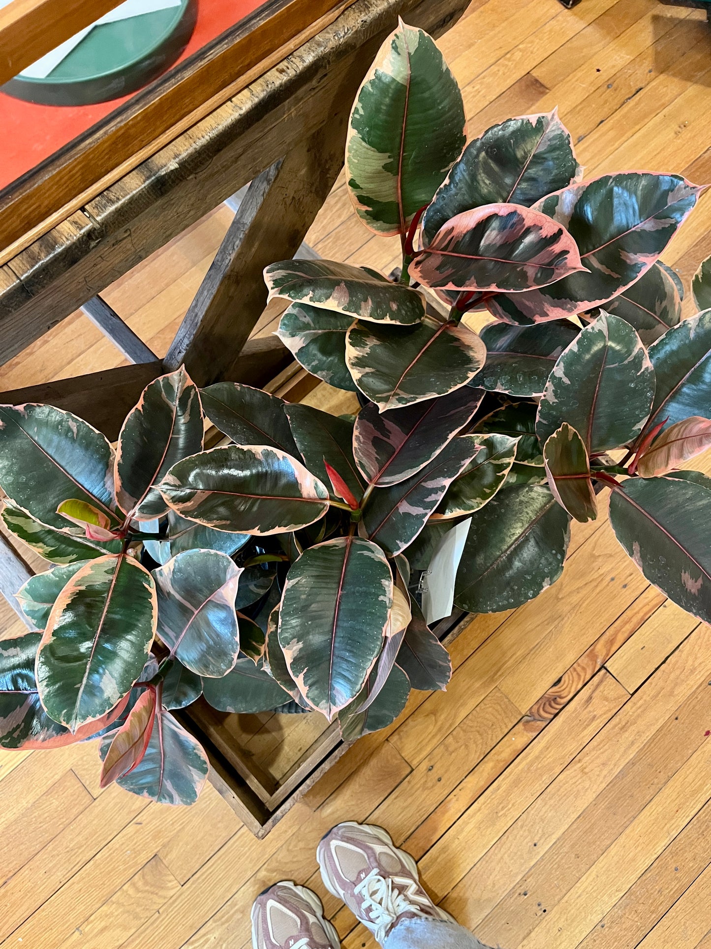 6" Ficus Ruby