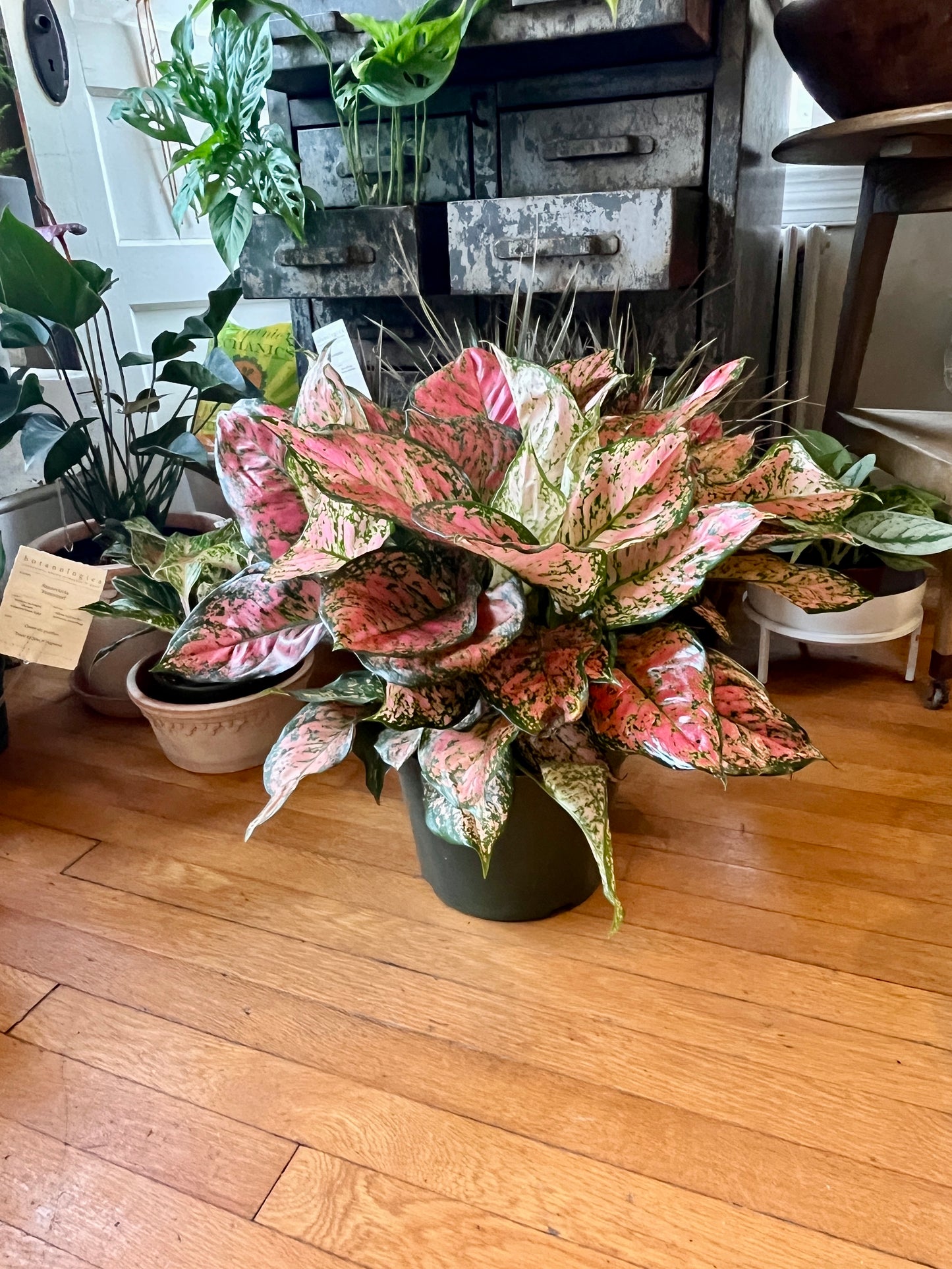 10" Aglaonema - Valentine