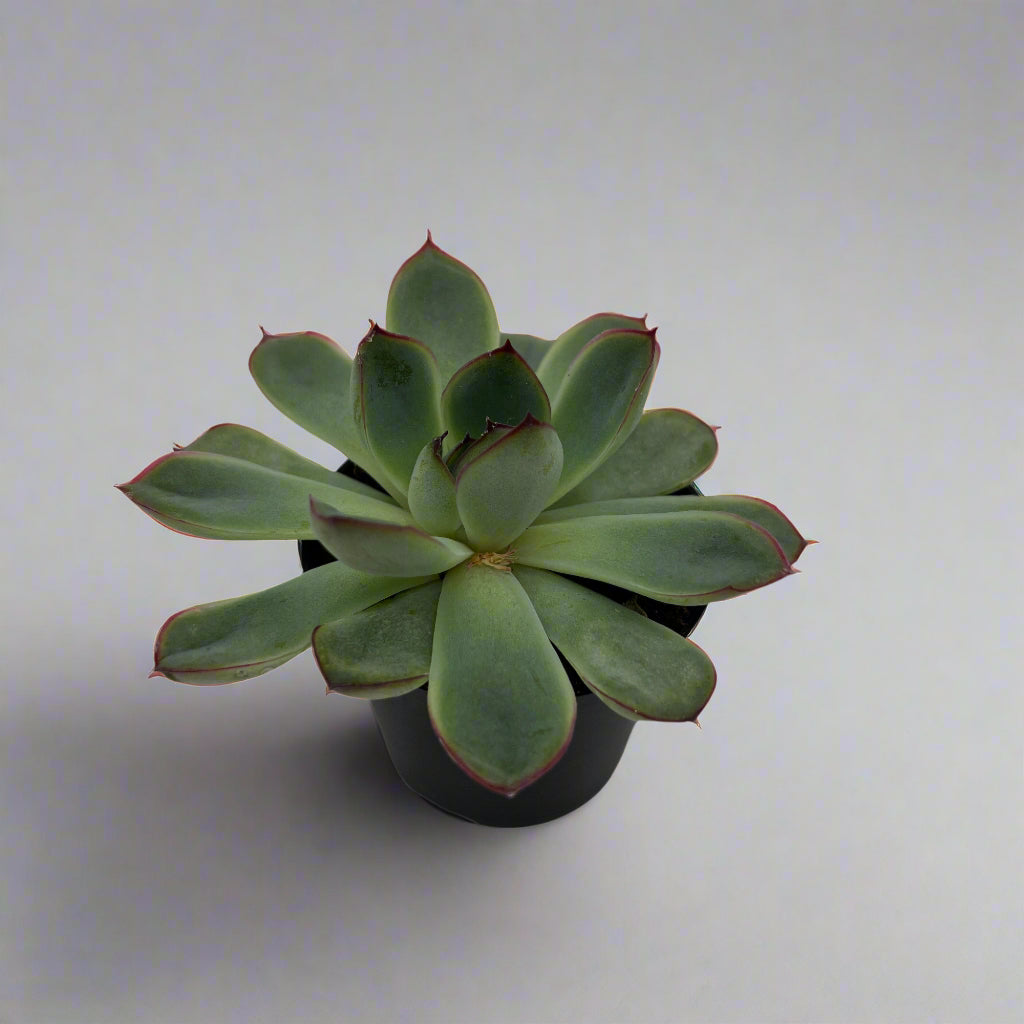 Succulent Assorted - 2.5"