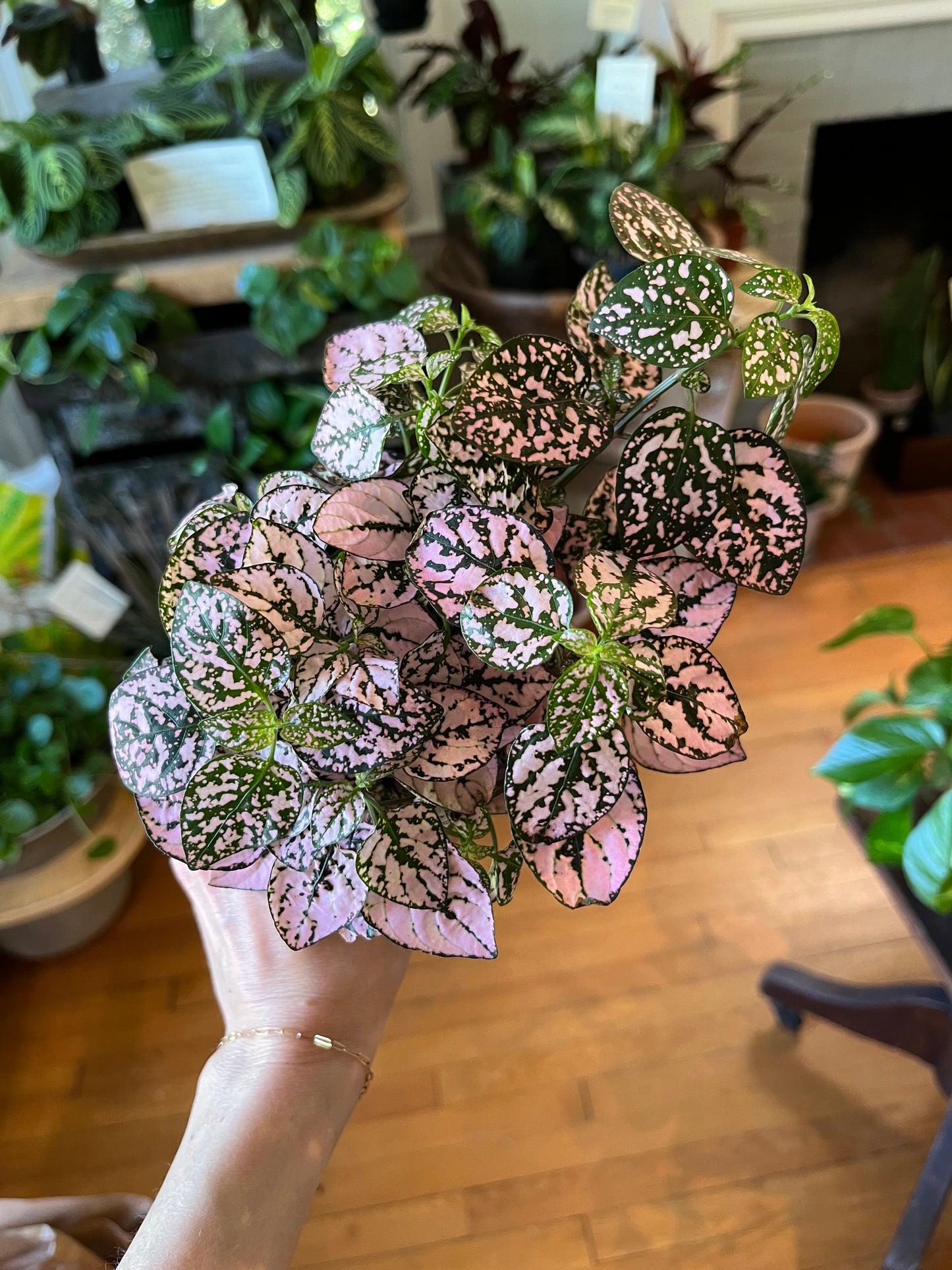 Hypoestes, 'Polka Dot', 4"