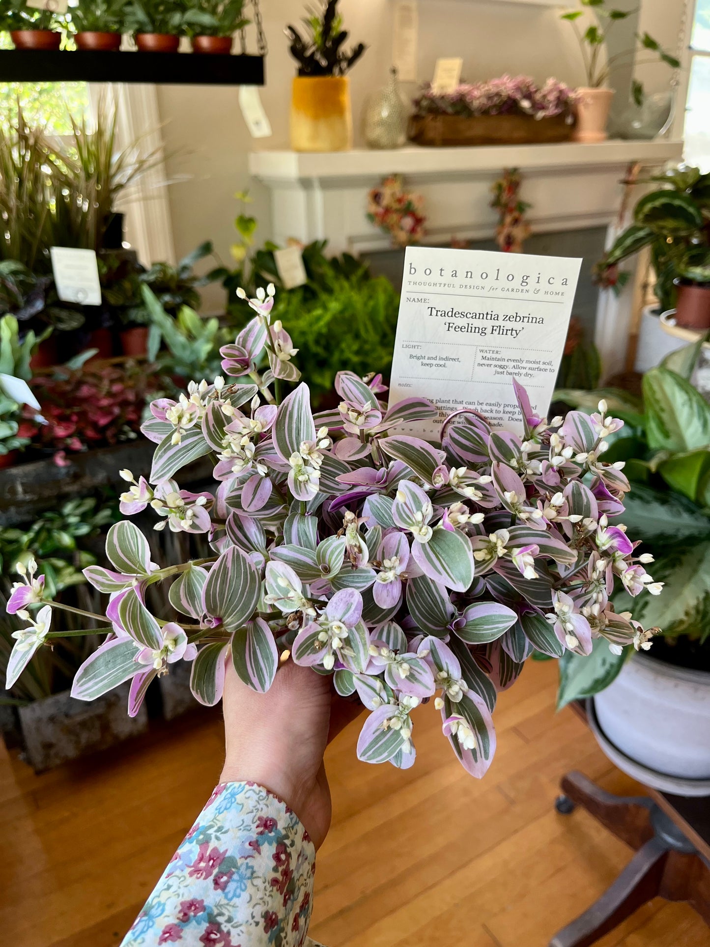 Tradescantia 5" "Feeling Flirty"