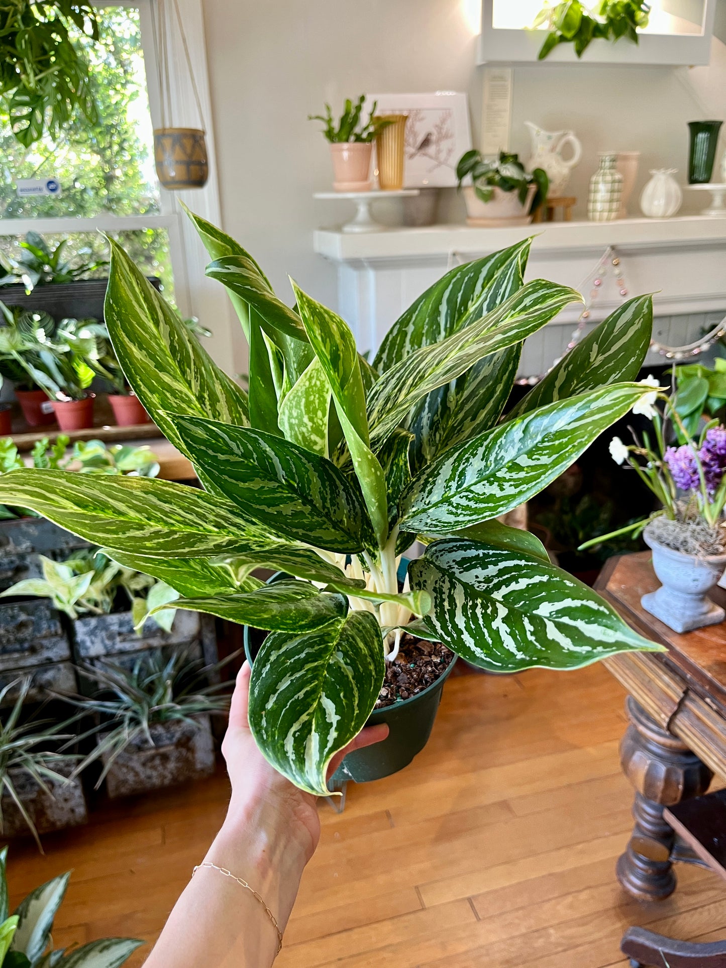 Aglaonema 'White Lightening' 6" growers pot