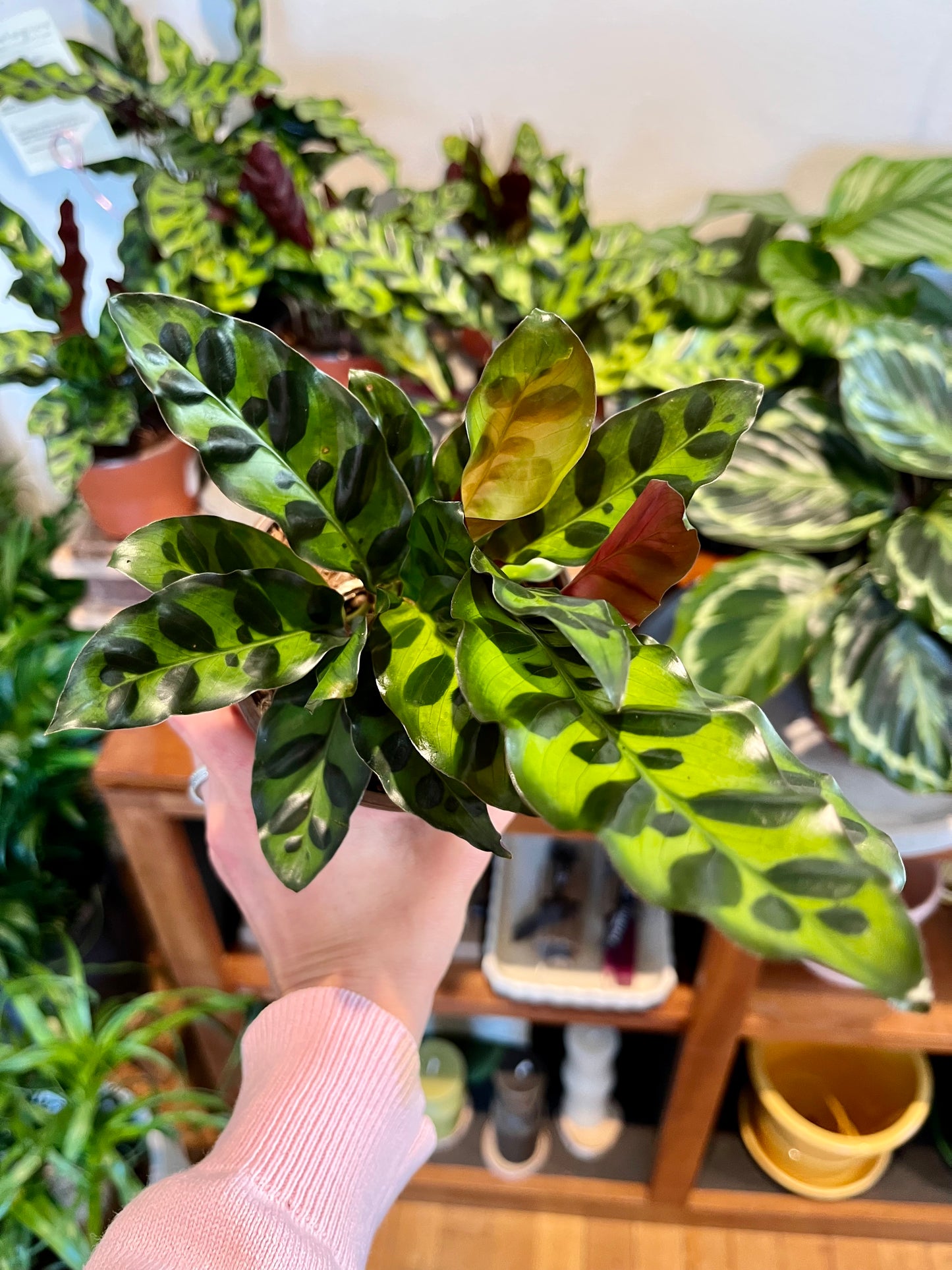 Calathea lancifolia, in 4" grower's pot
