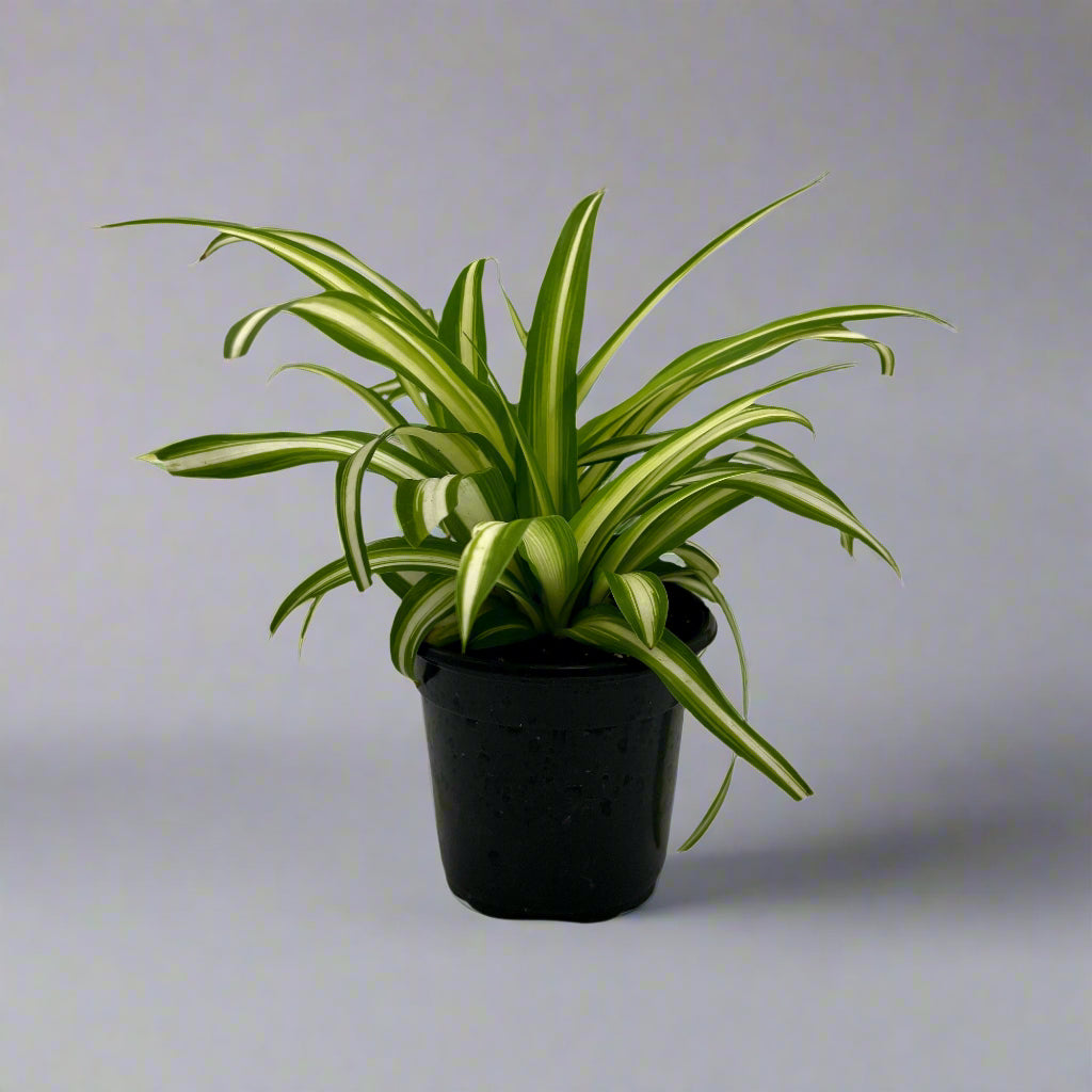 Chlorophytum 'Spider Plant', in 4" grower's pot