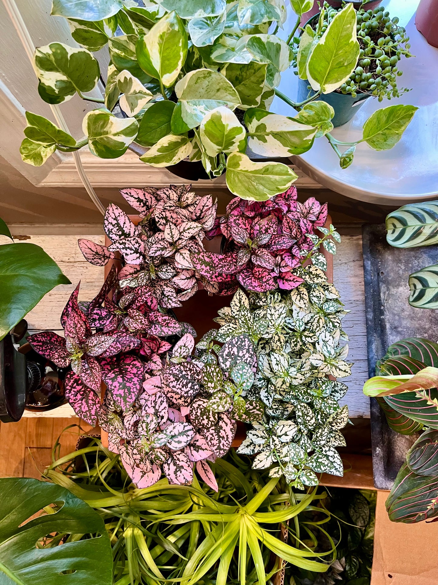 Hypoestes, 'Polka Dot', 4"