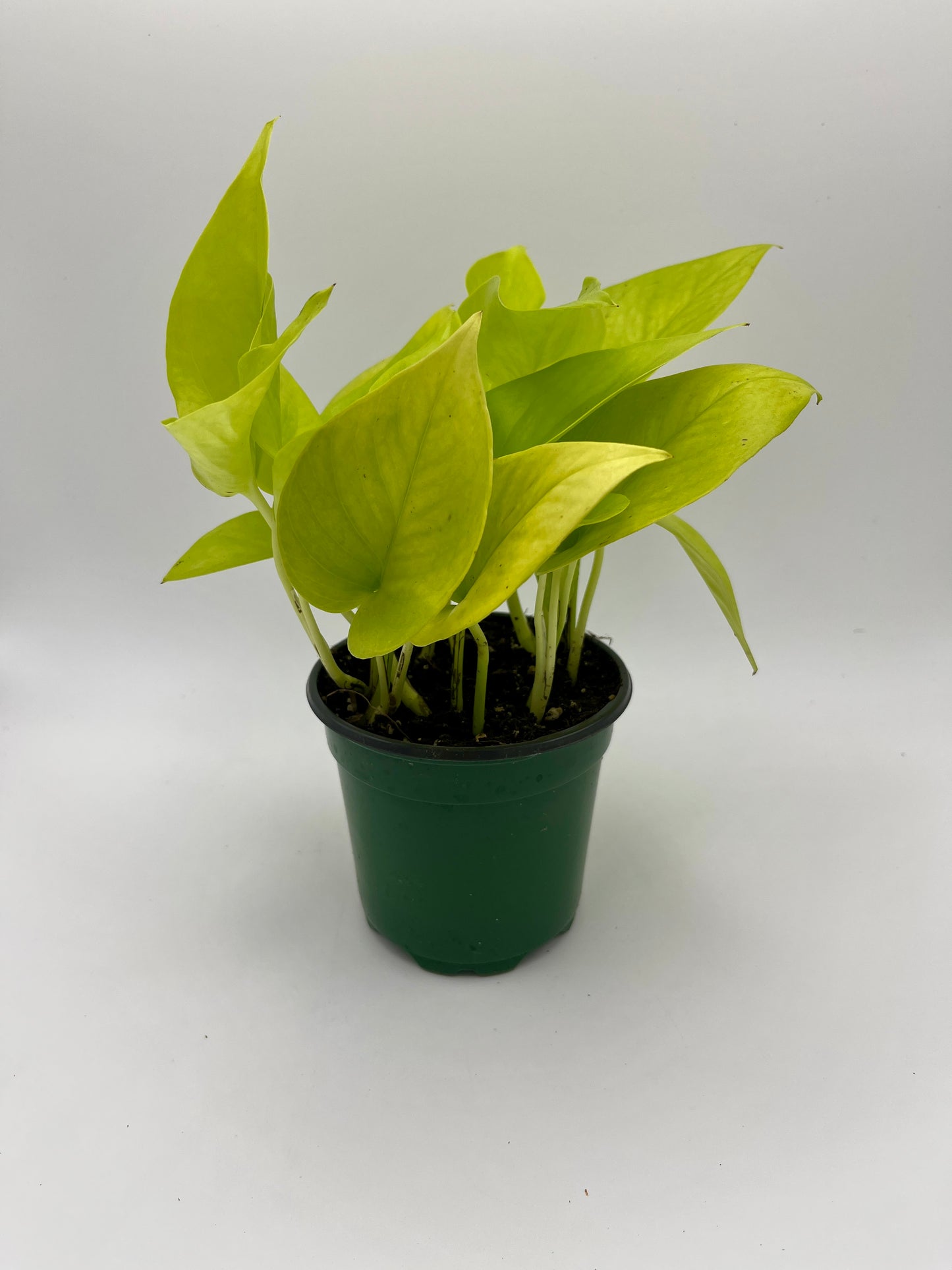 Pothos 'Neon', in 4" grower's pot