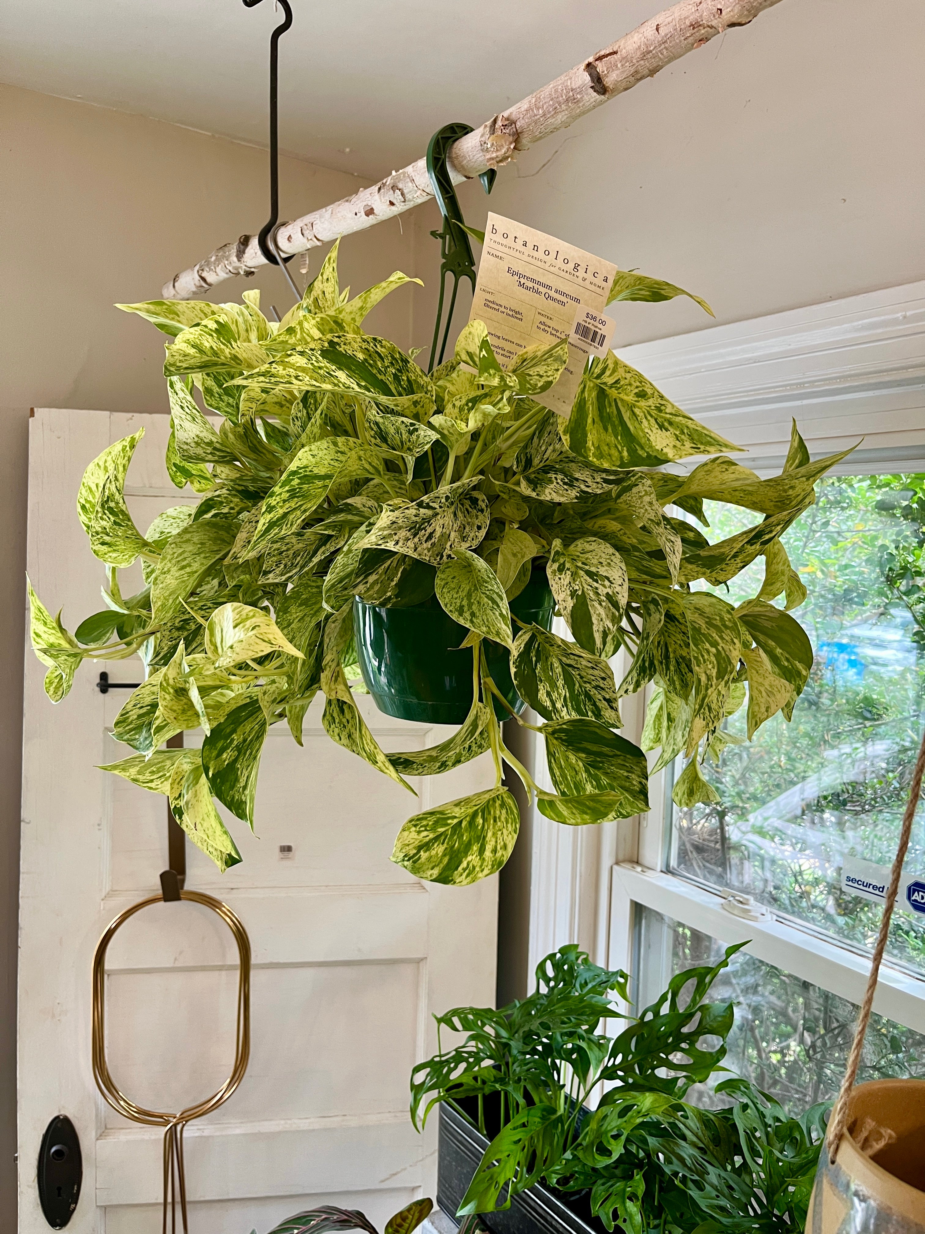 pothos panaché HB 8" Pothos