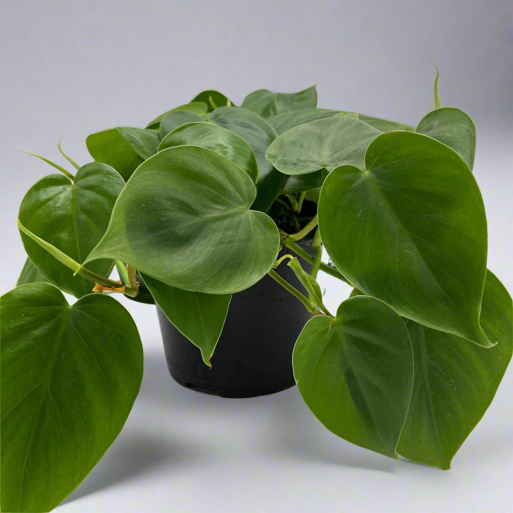 philodendron cordatum for sale Philodendron 'Cordatum' in 6" growers pot – Botanologica
