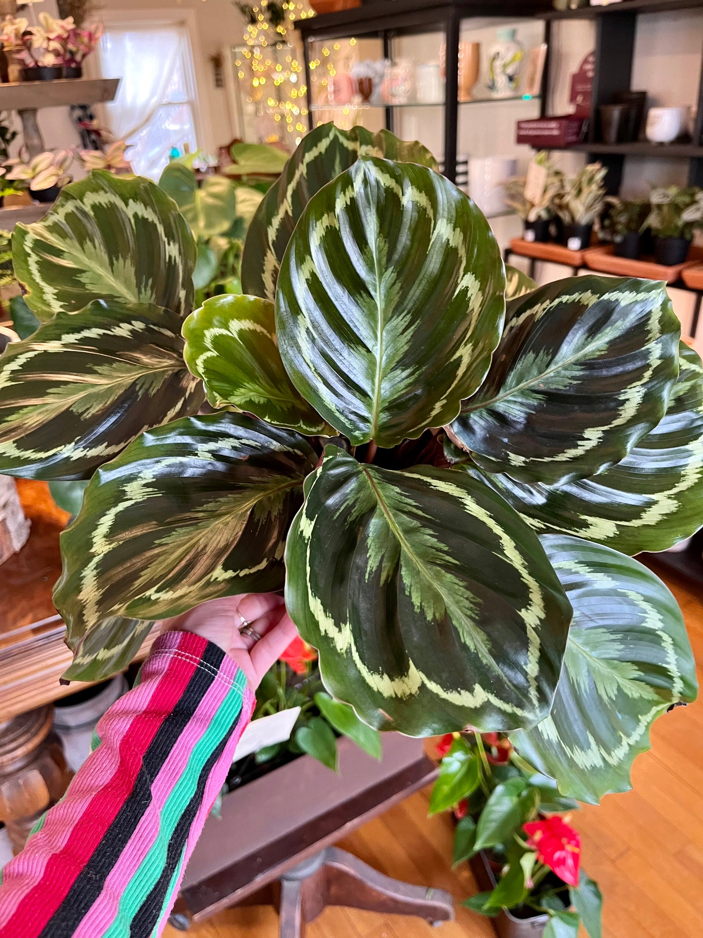 Calathea, assorted 6" grower's pot