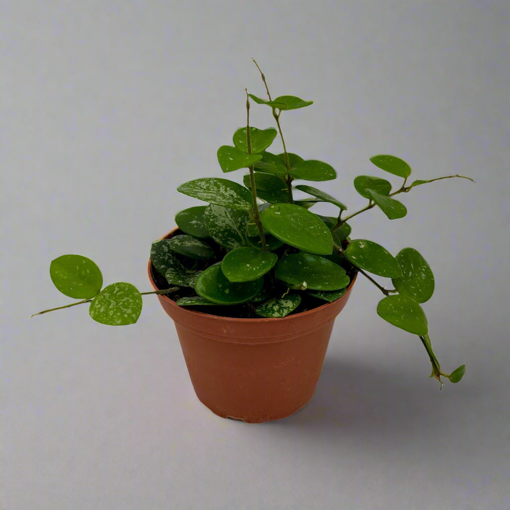 Hoya assorted, 4" growers pot