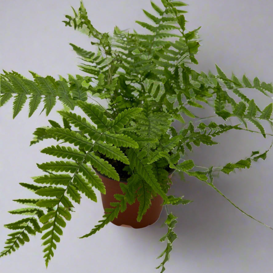 4" Assorted Fern