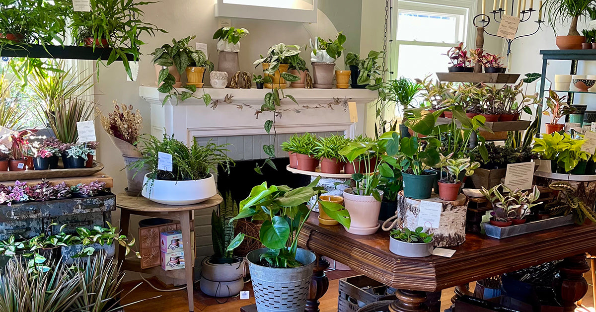 Botanologica - Falls Church Plant, Flower & Gift Shop