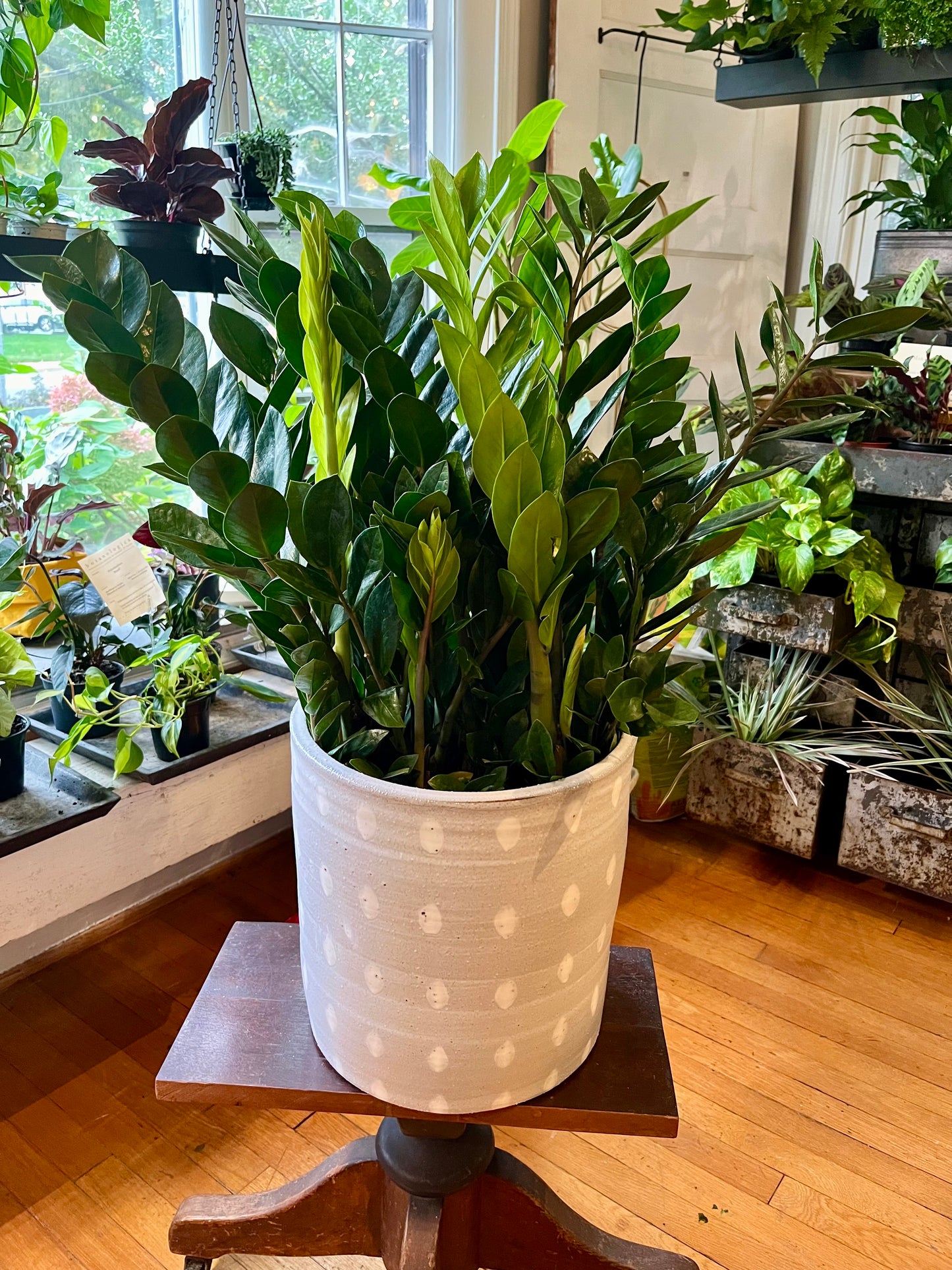 ZZ plant, in 10" grower's pot