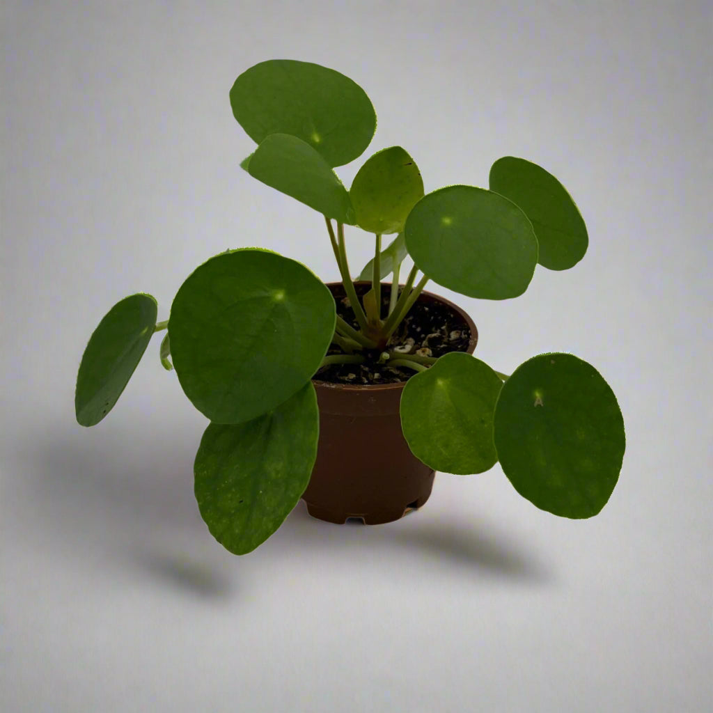 2.5" Pilea Peperomioides