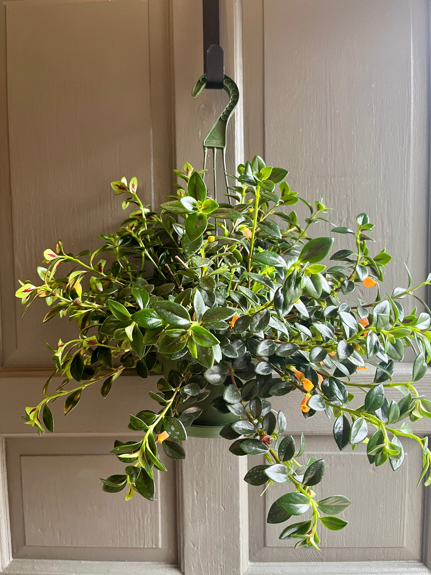 HB 6" Nemantanthus - Goldfish