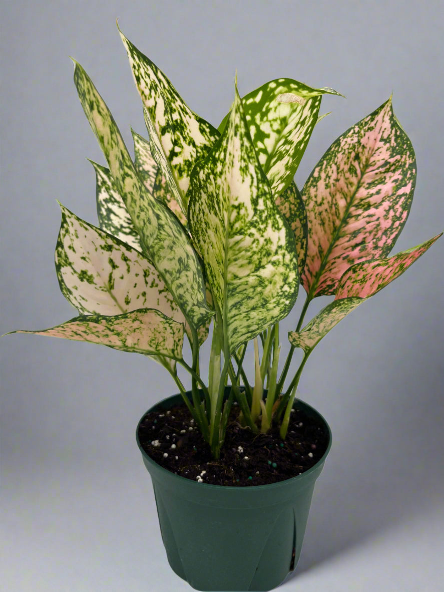 Aglaonema - Etta Rose