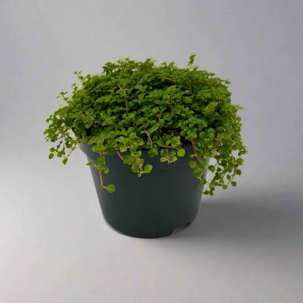 5" Pilea Depressa