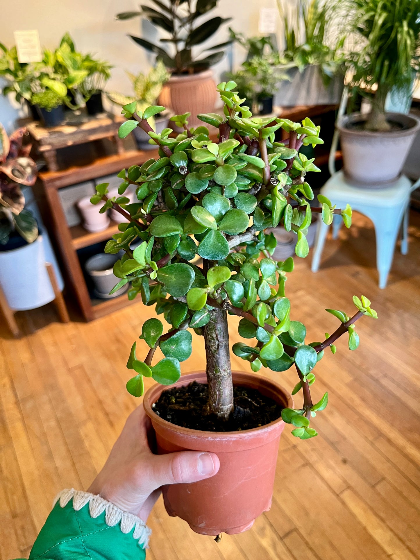 4" Portulacaria - Elephant Foot/Dwarf Jade