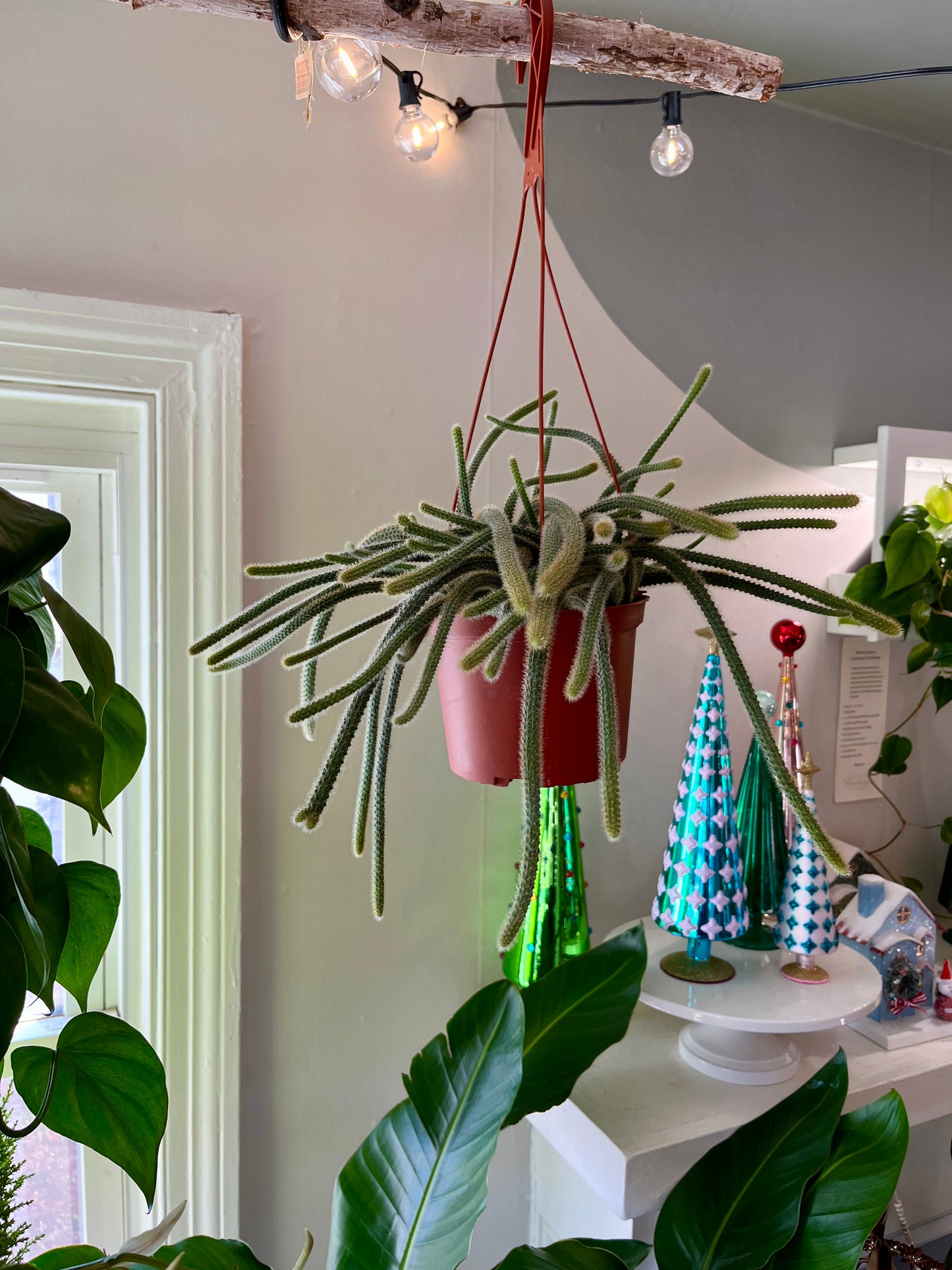 Cactus - Aporocactus Flagelliformis "Rat Tail"