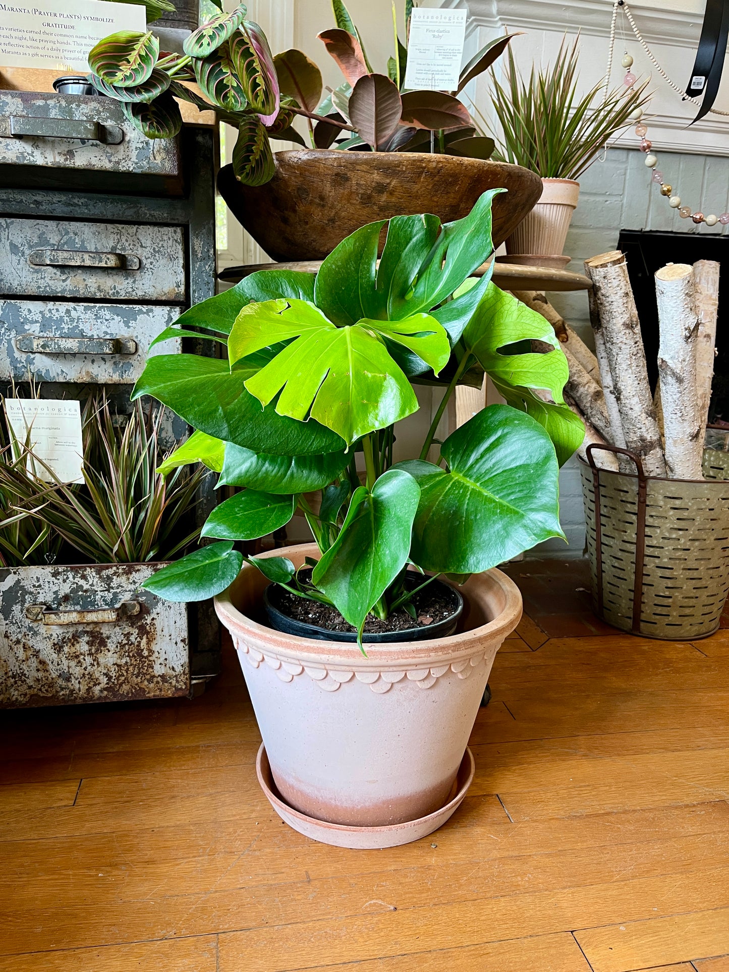 10" Monstera