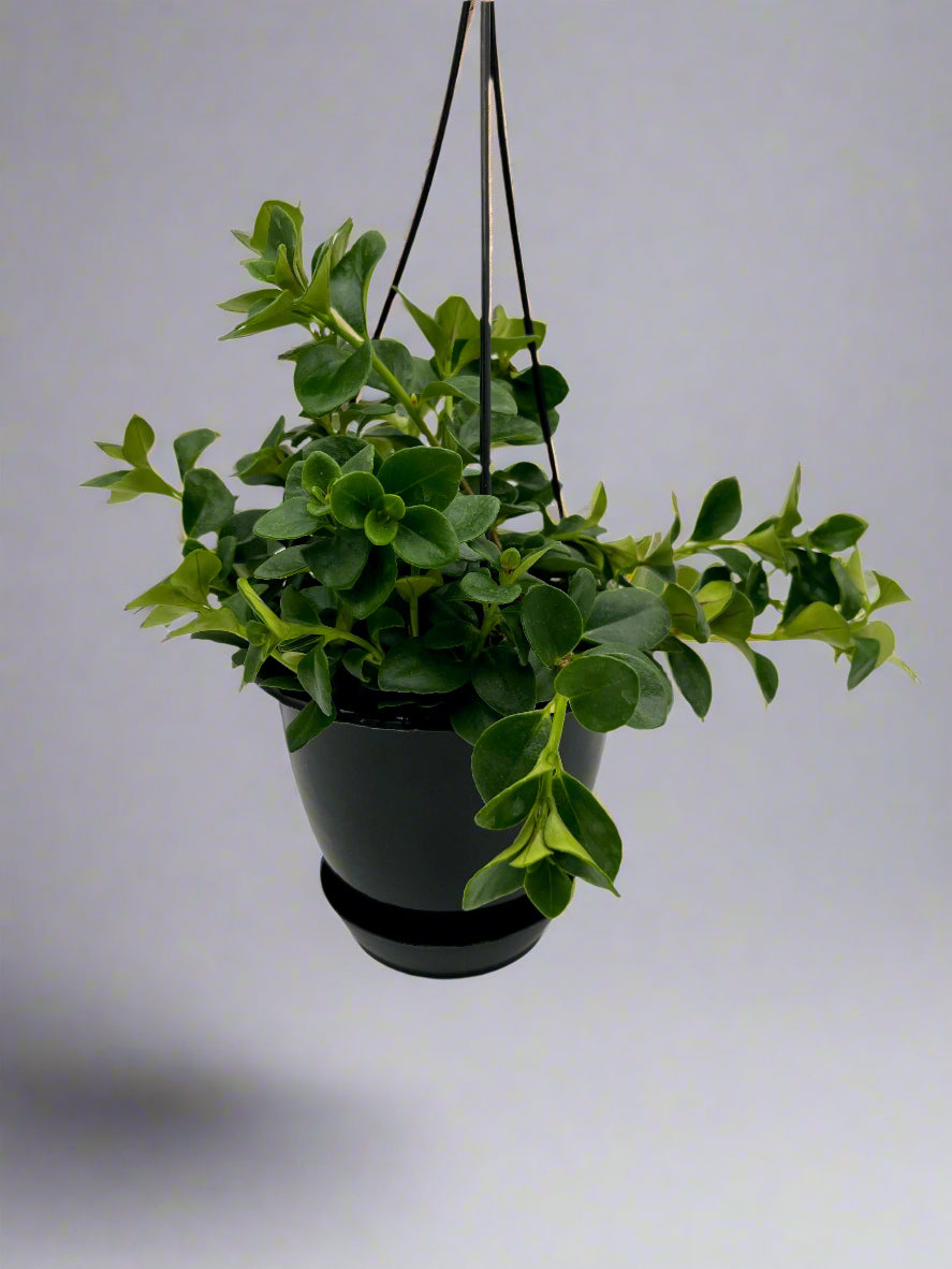 5" HB Nematanthus Nervosus 'Goldfish Plant'