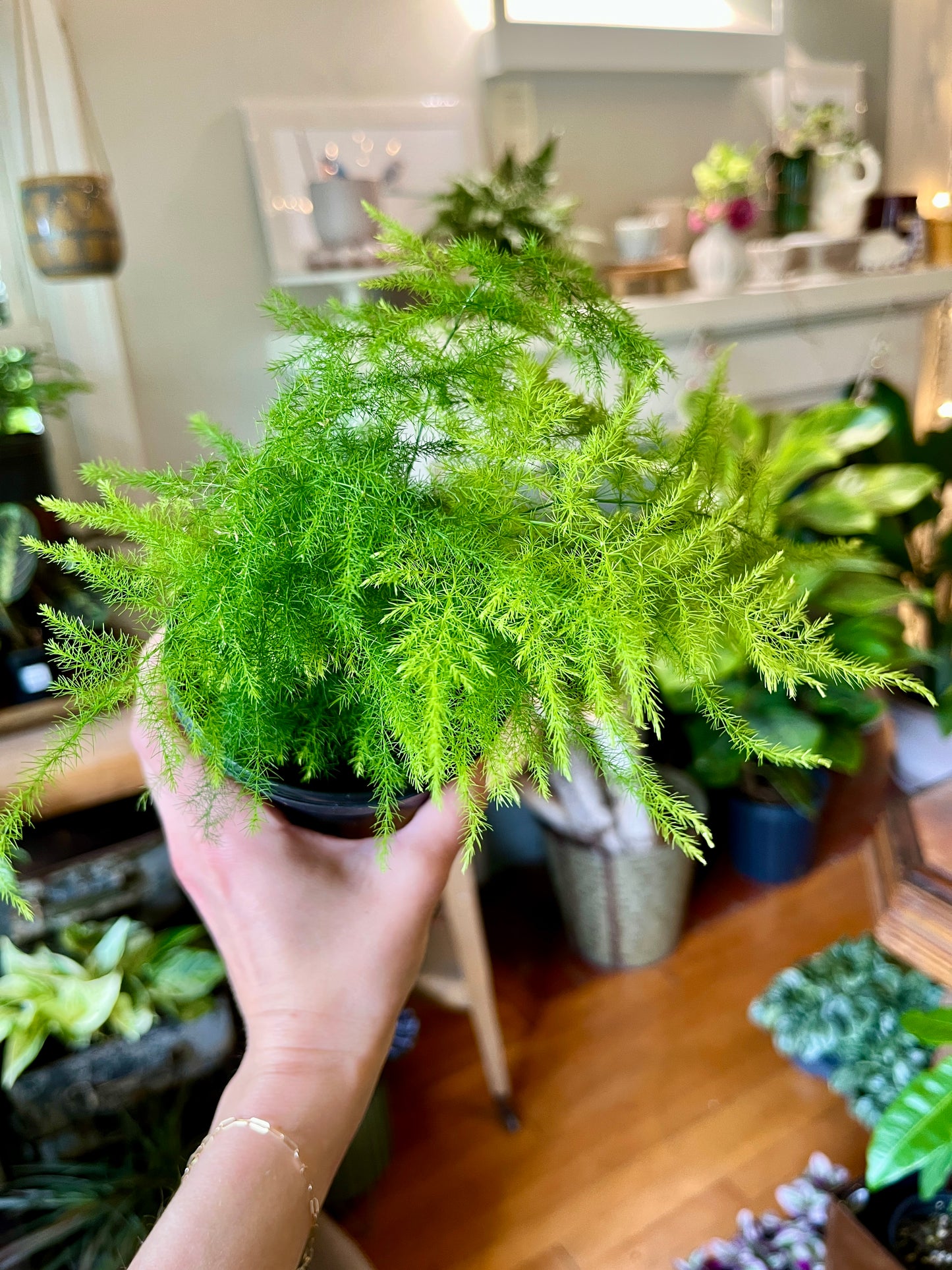4" Fern Asparagus Seatceus 'Plumosa'