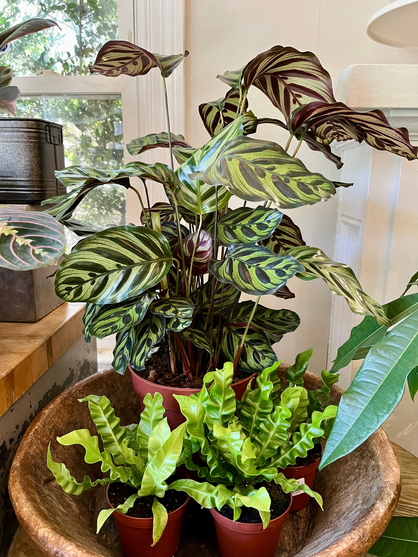 8" Calathea Makayona