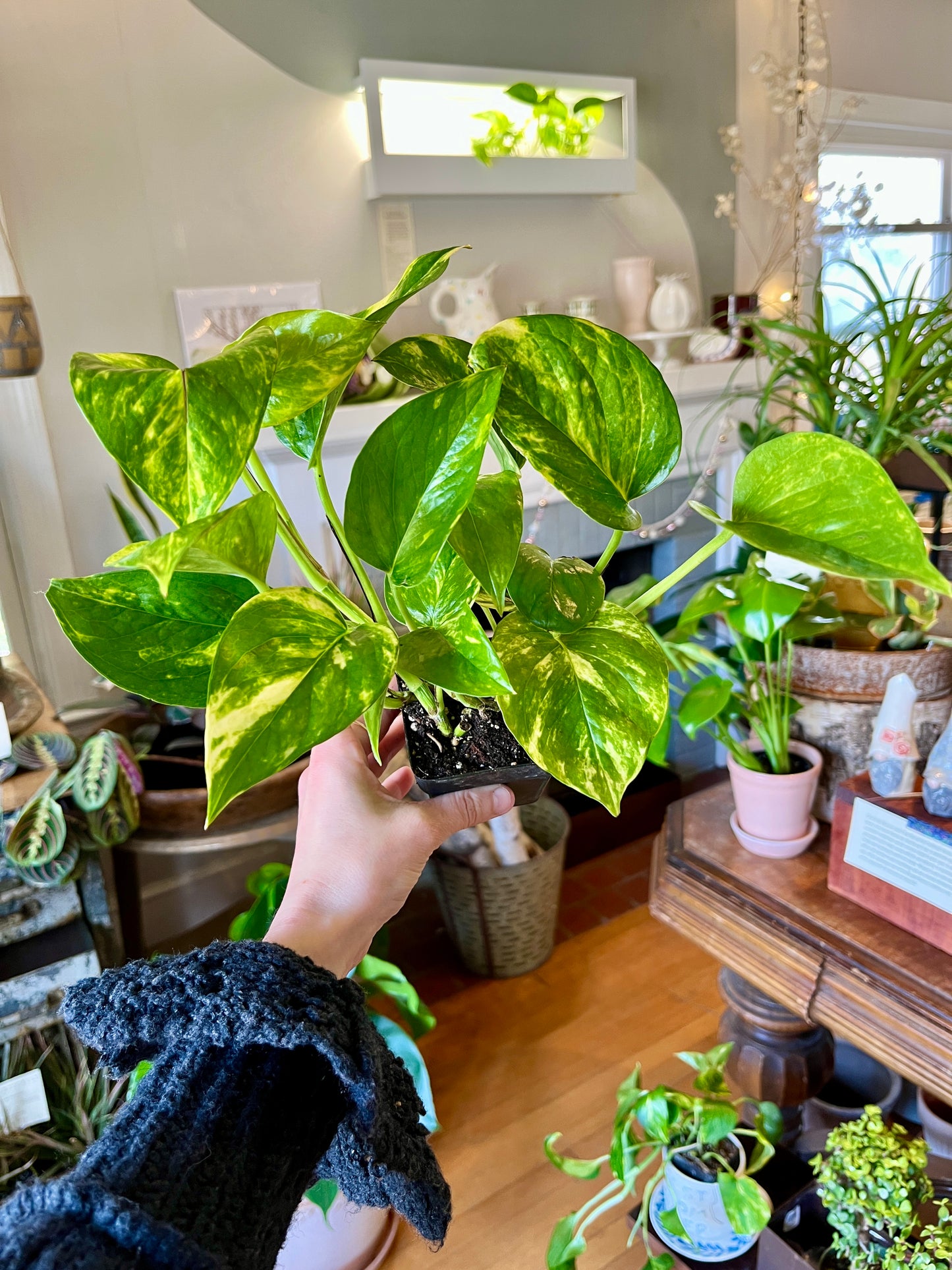 3" Pothos - Golden Pothos