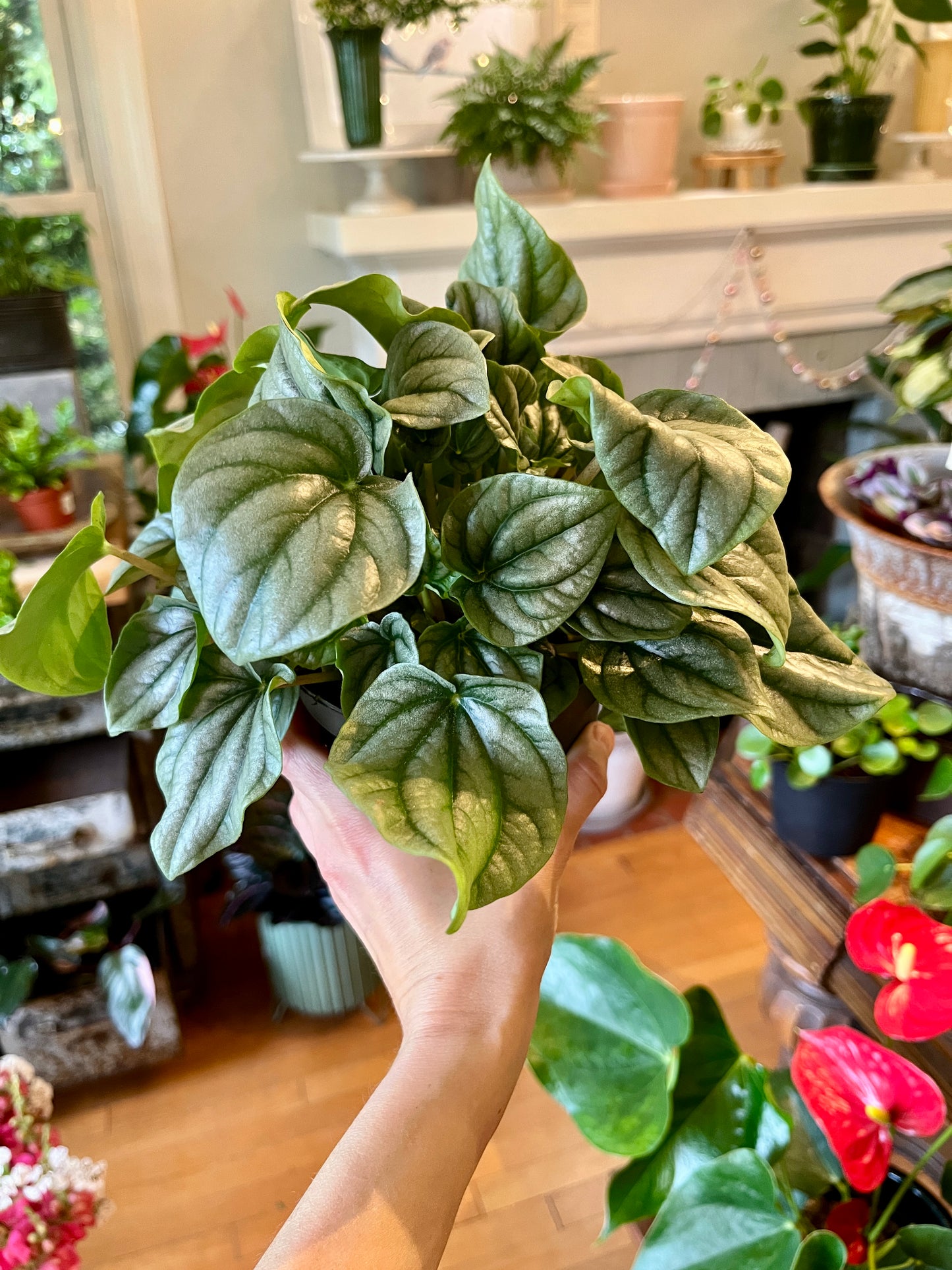 5" Peperomia Frost