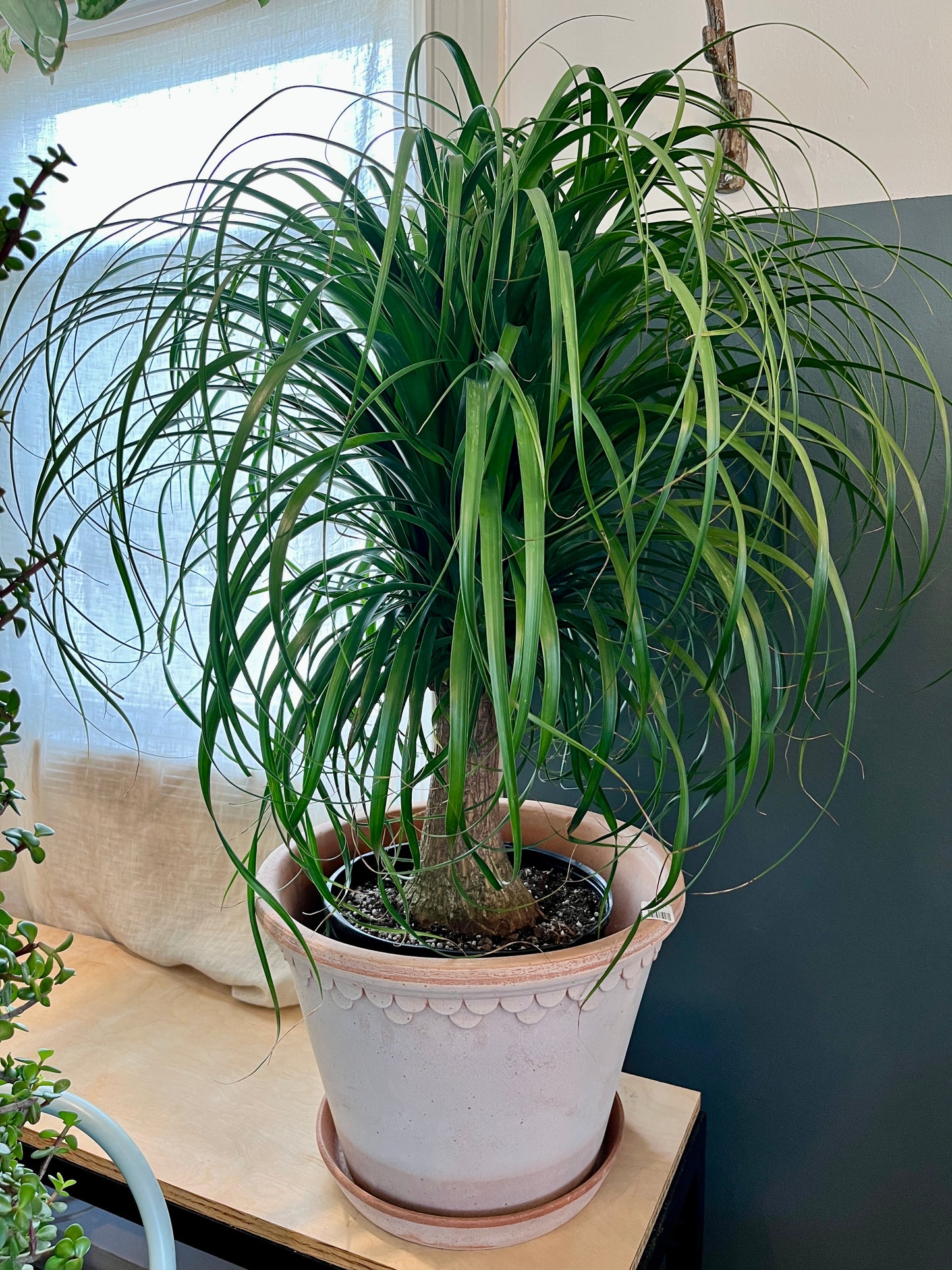 10" Ponytail Palm