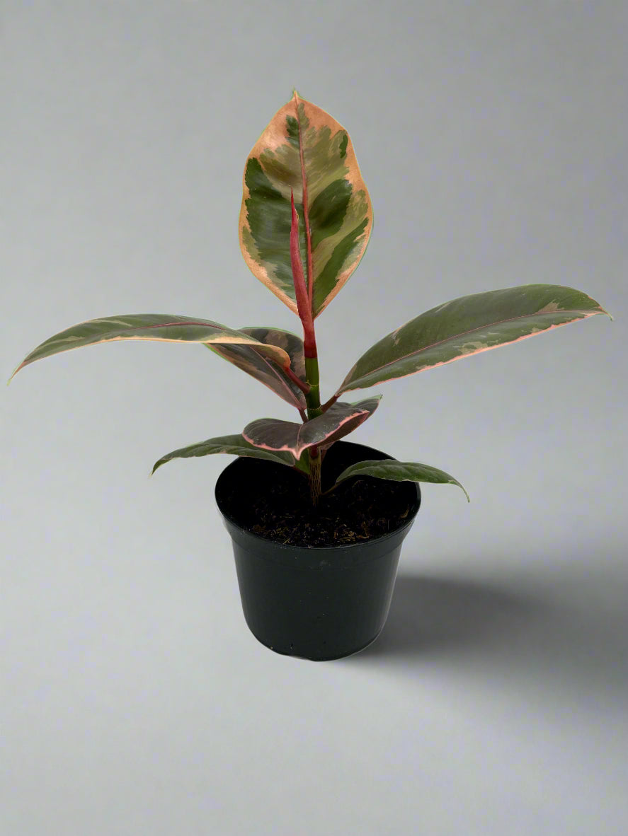 Ficus elastica 'Ruby', 5" growers pot