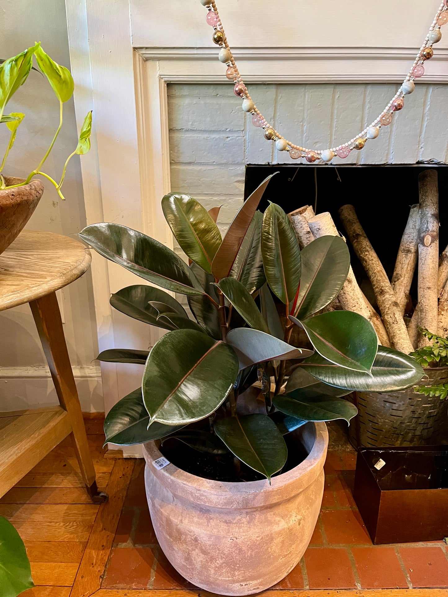 10" Ficus - Burgundy Bush