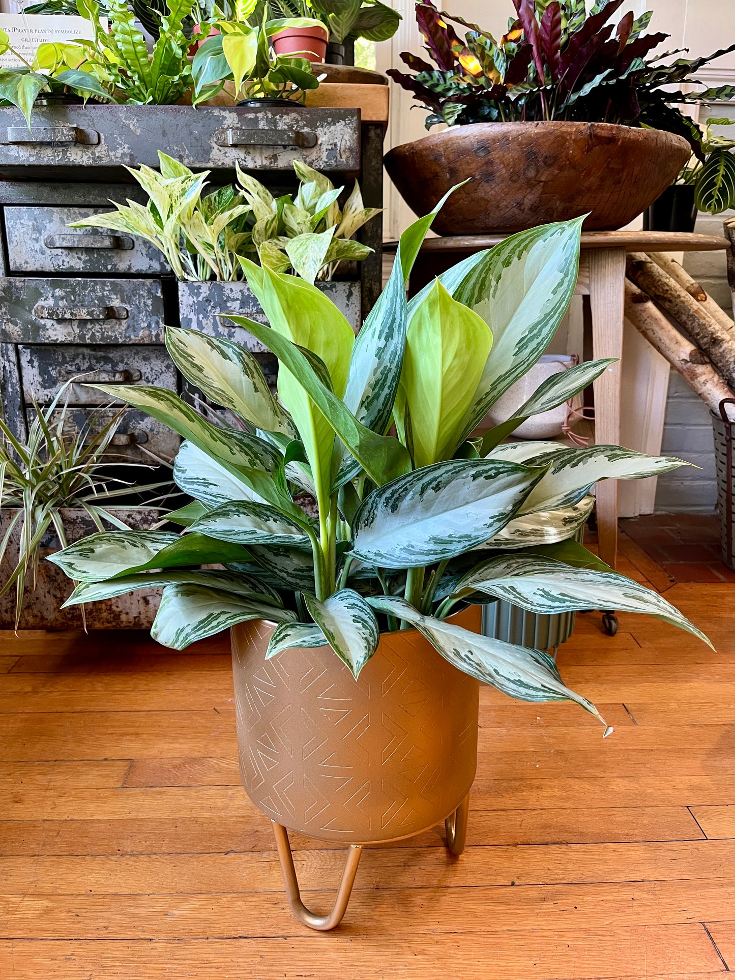 8" Aglaonema - Silver Bay