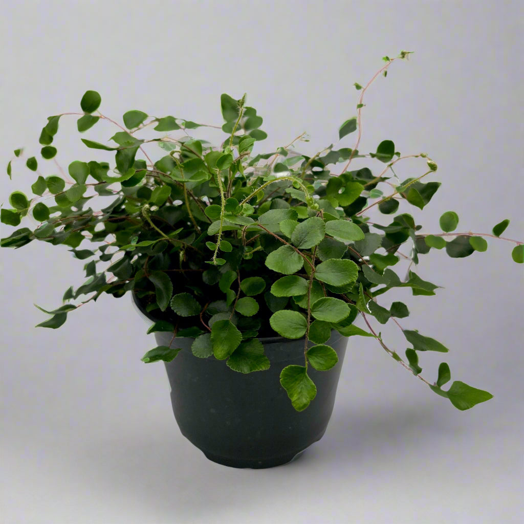 Assorted Fern, 6" growers pot
