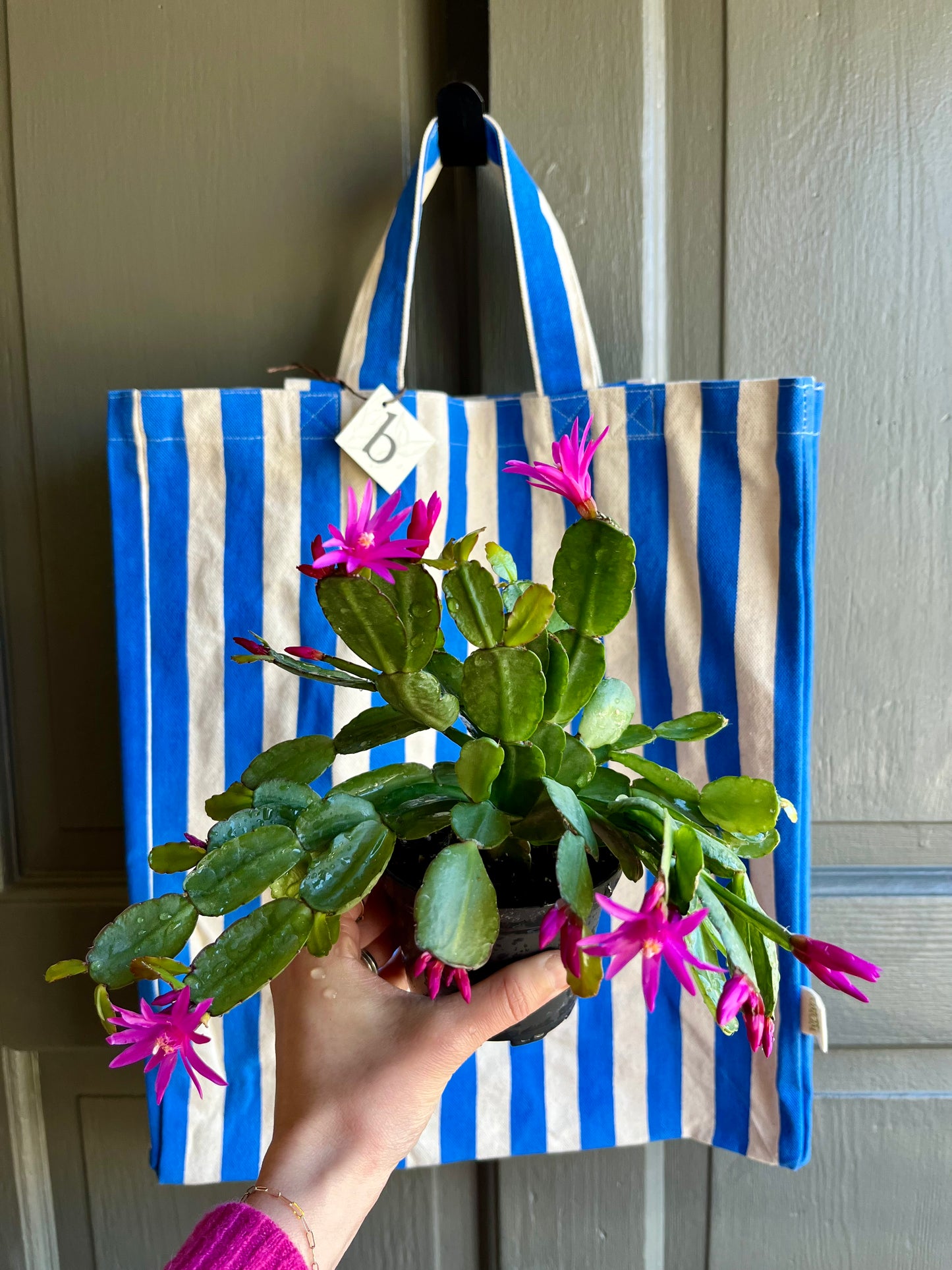 4" Spring Flowering Cacti