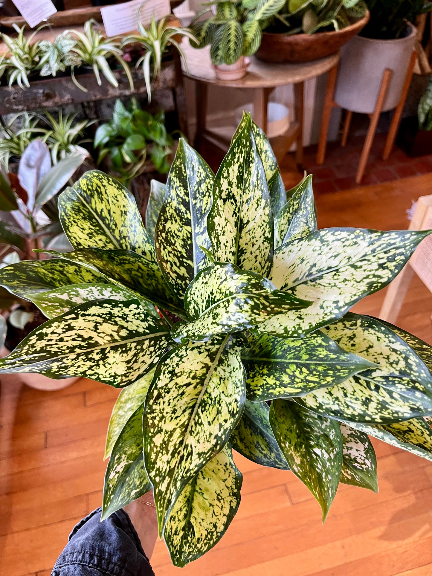 6" Aglaonema - Osaka/Spring Snow