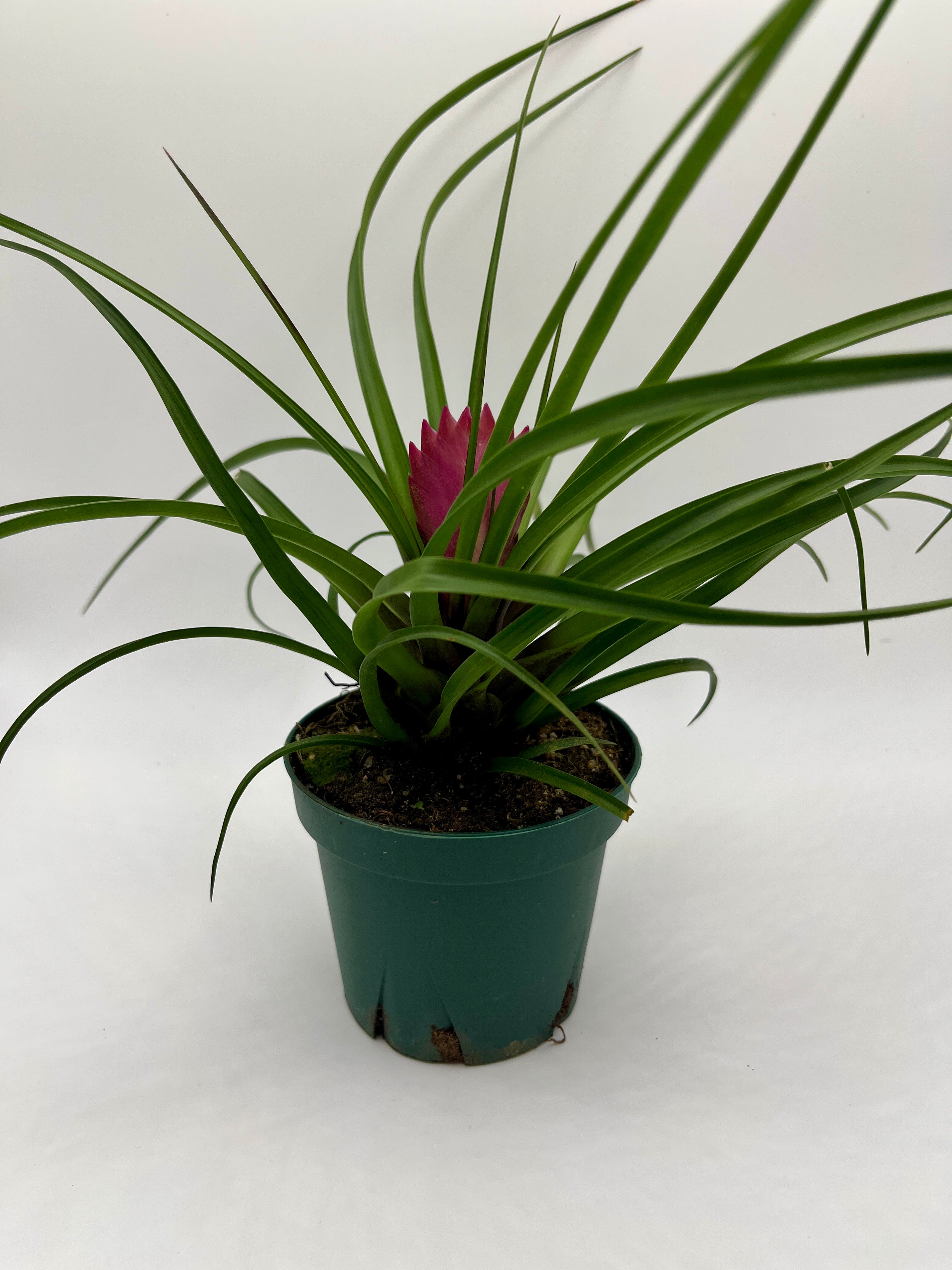 tillandsia cyanea air plant Tillandsia