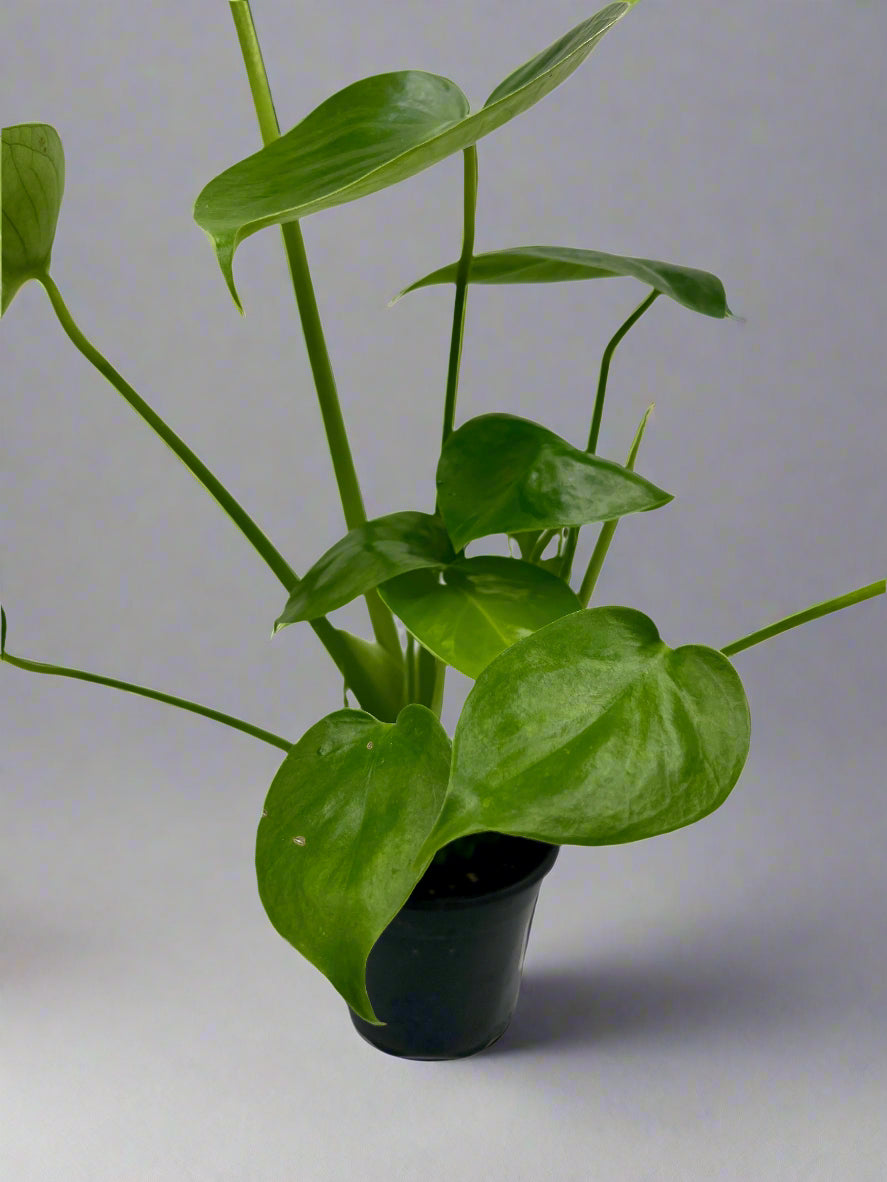 Monstera deliciosa, in 4" grower's pot