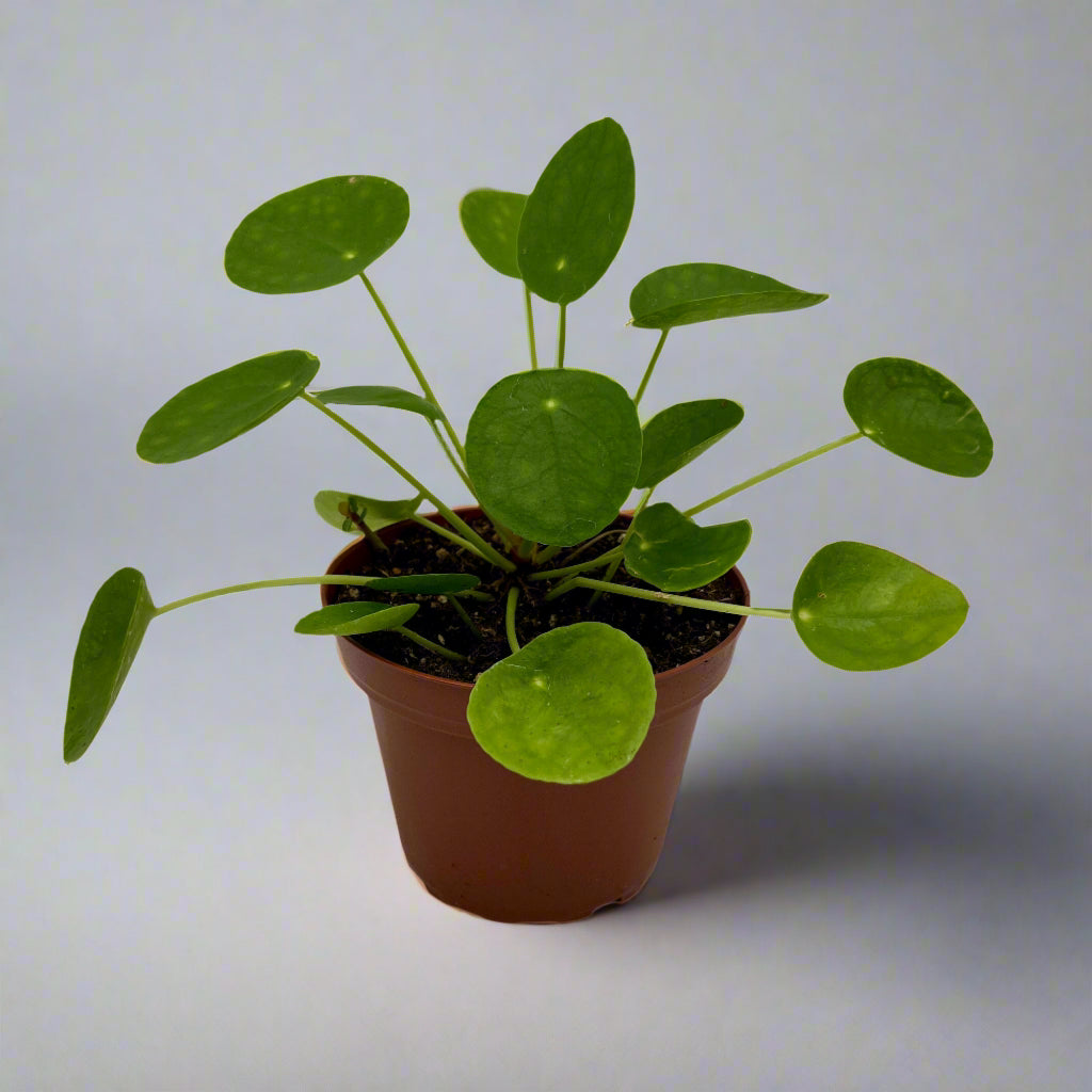 4" Pilea Peperomioides