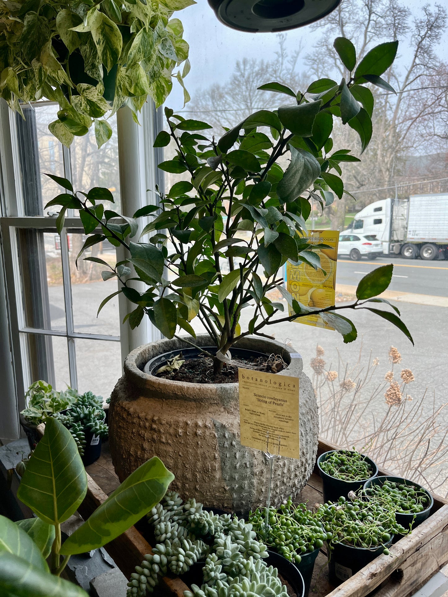 10" Citrus Meyer Lemon