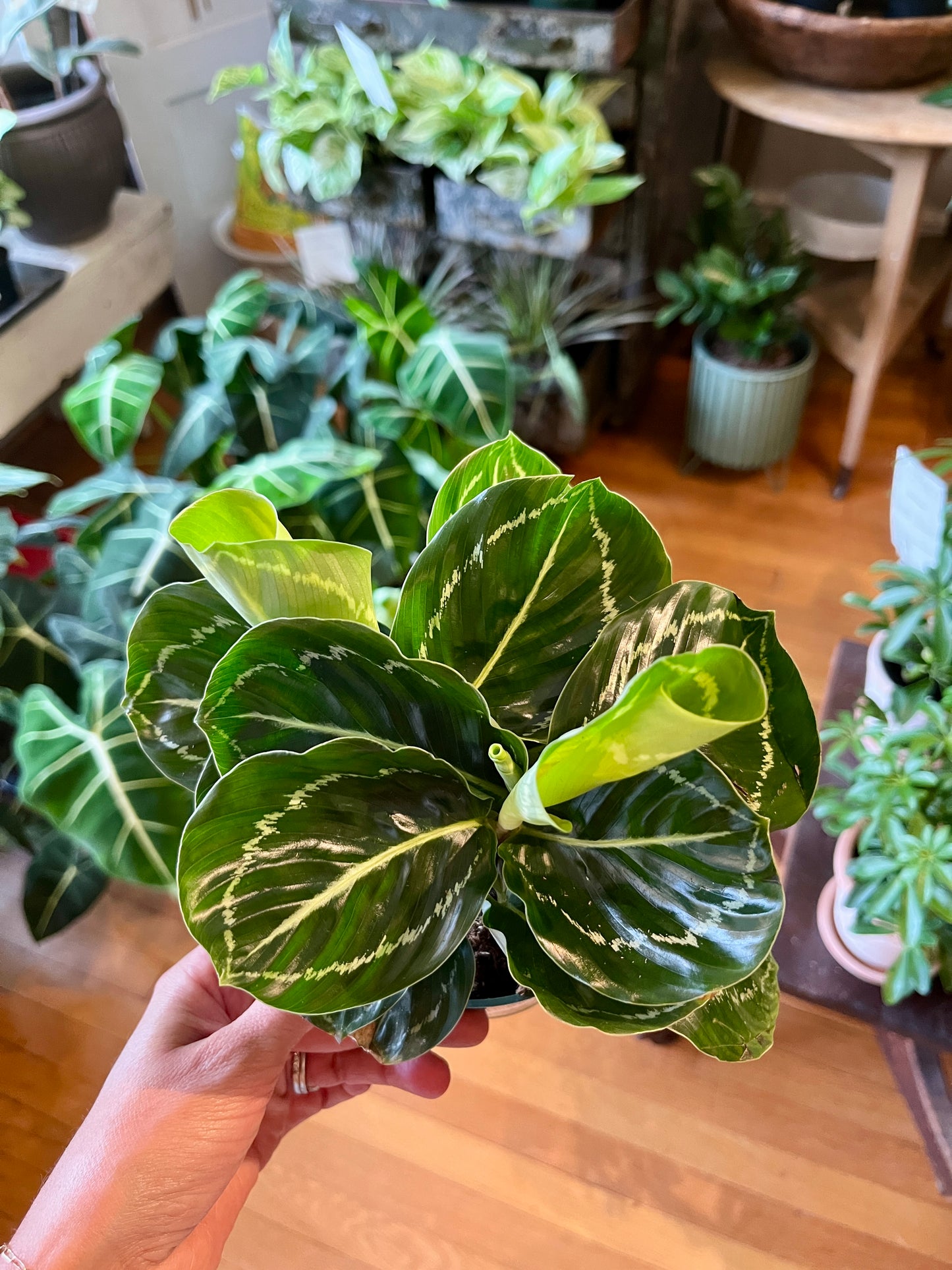 4" Calathea - Roseopicta "Green Lipstick"