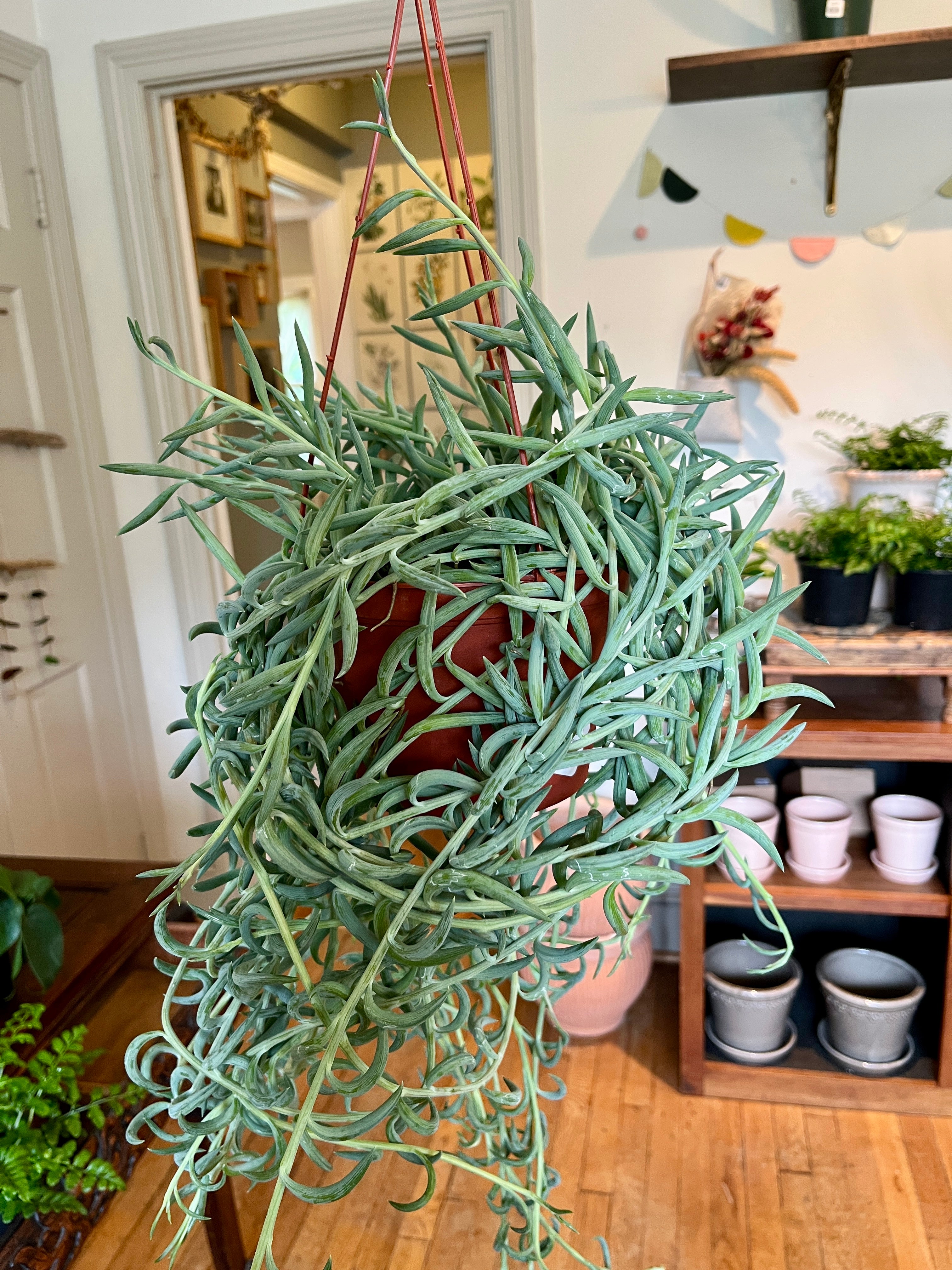 string of fishhooks succulent Senecio Radicans