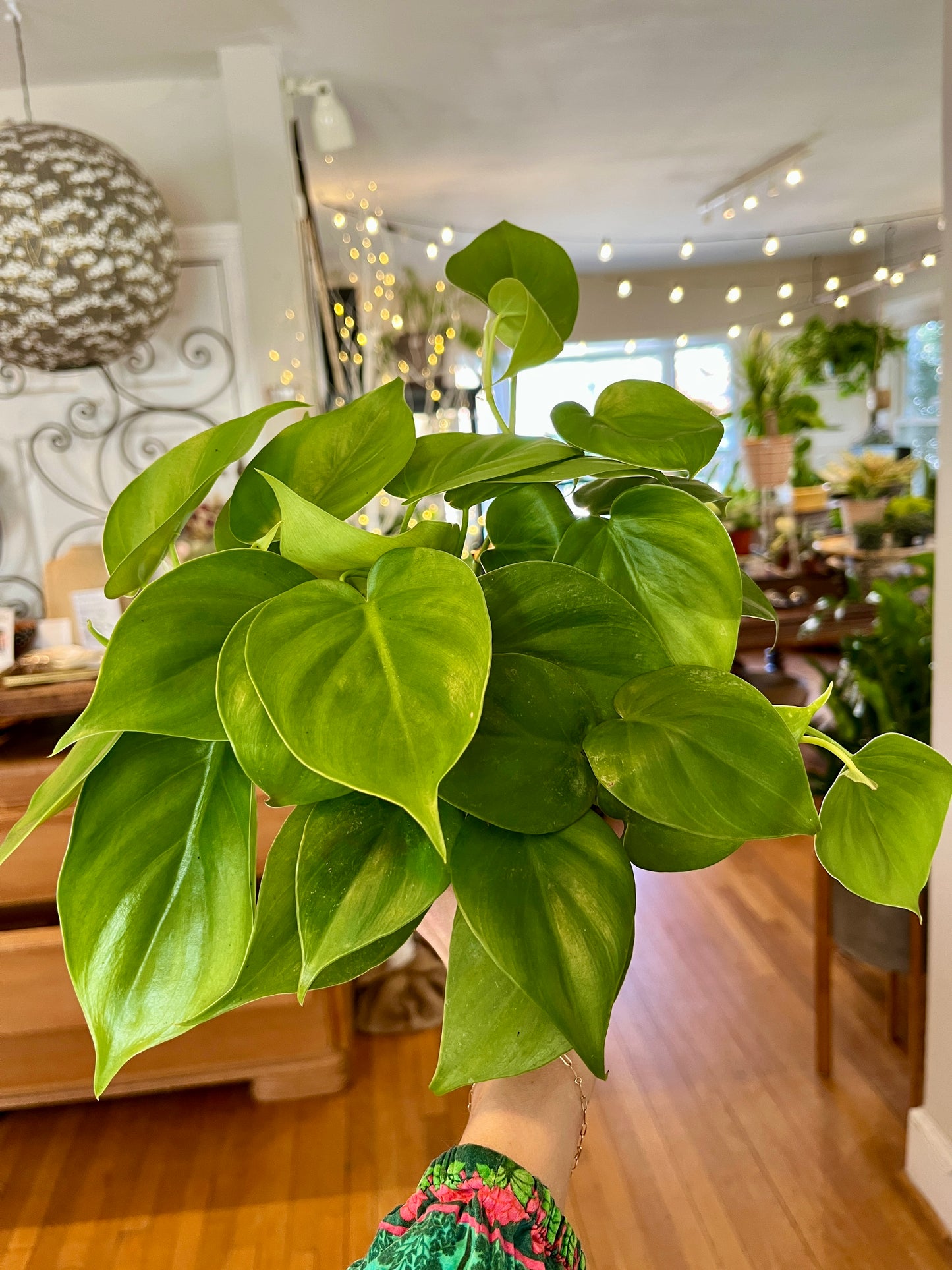 4" Philodendron Cordatum
